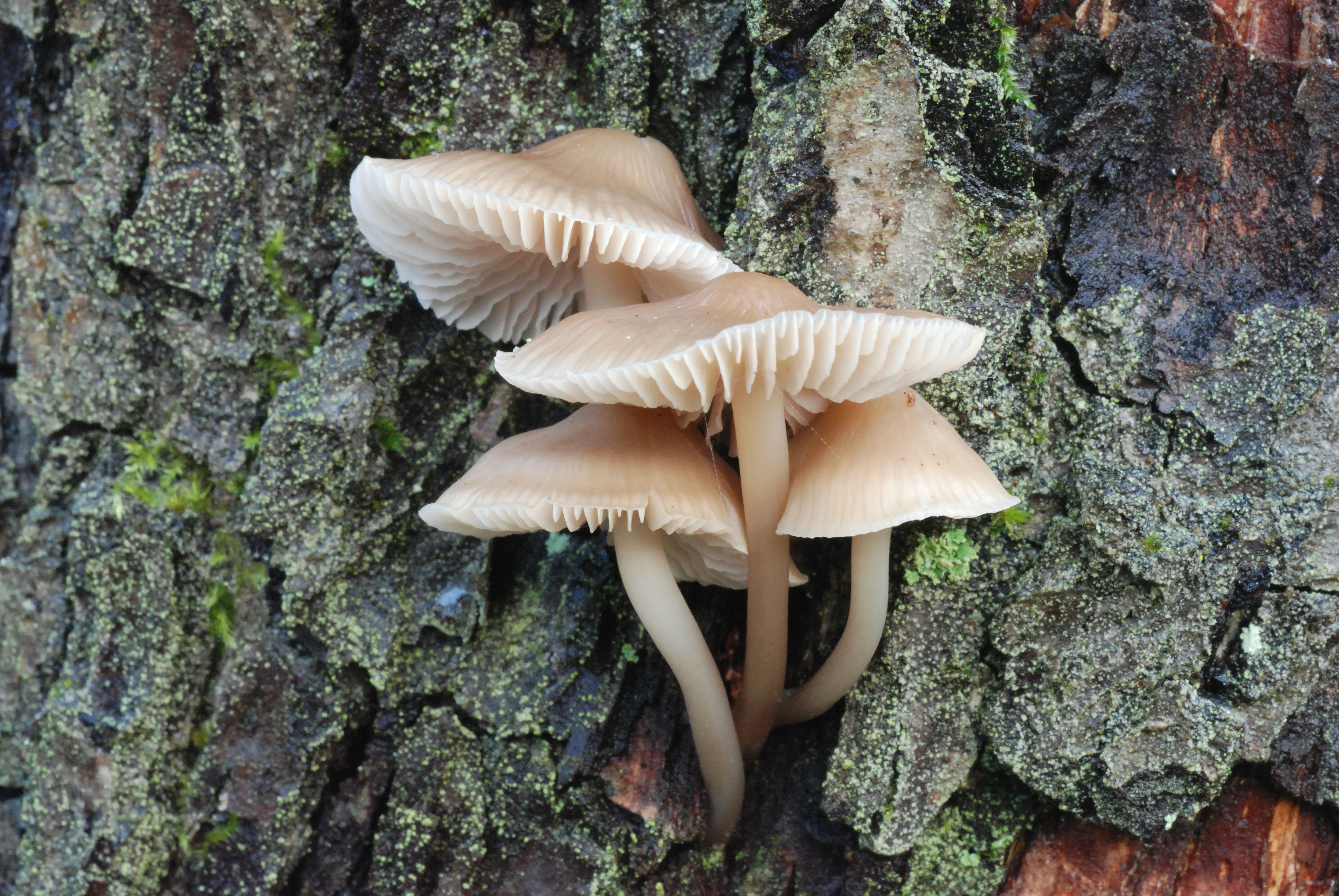 : Mycena galericulata.