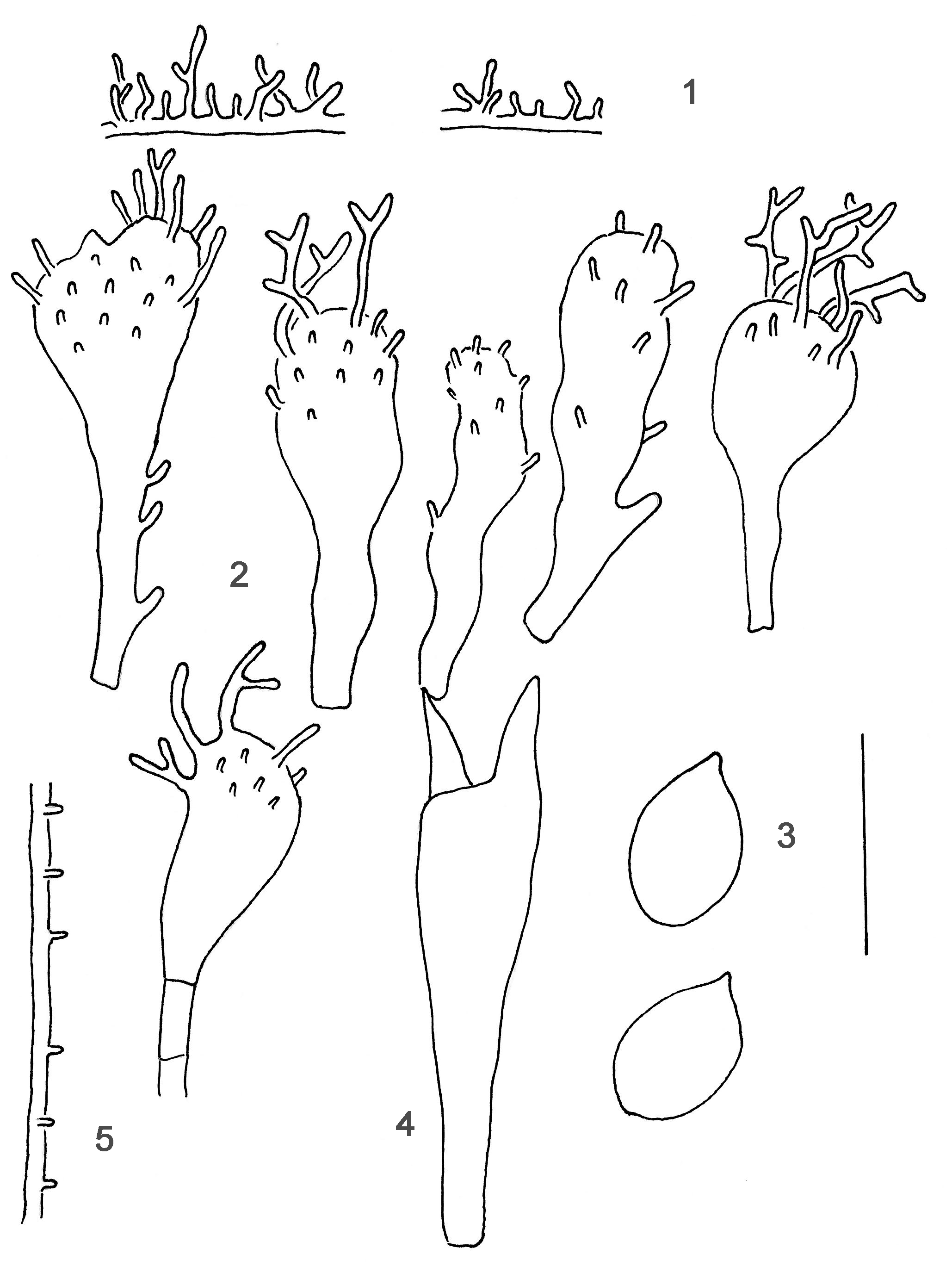 : Mycena galericulata.