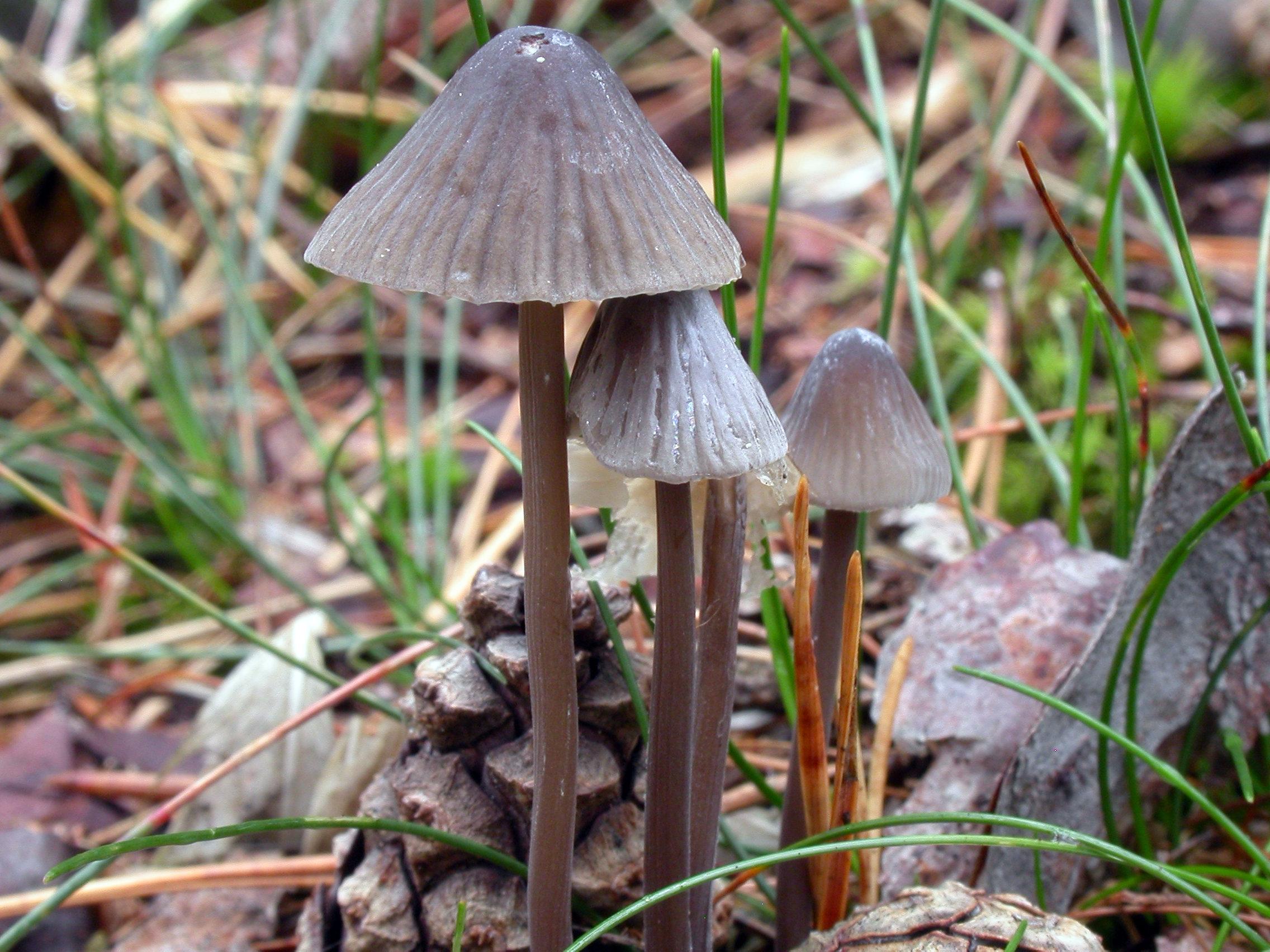 : Mycena galopus.