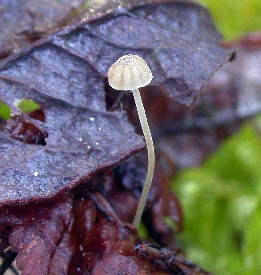 : Mycena guldeniana.