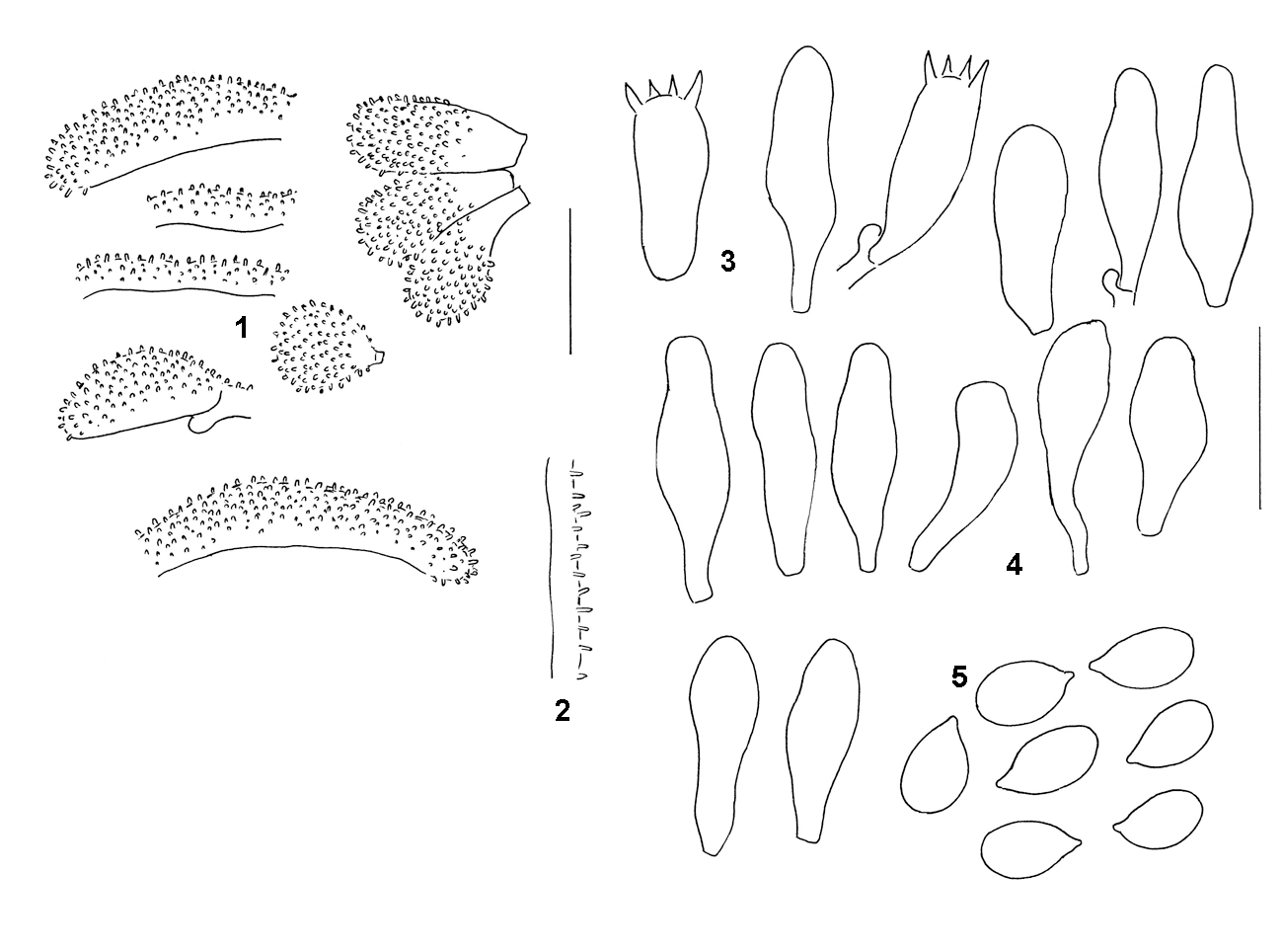 : Mycena guldeniana.