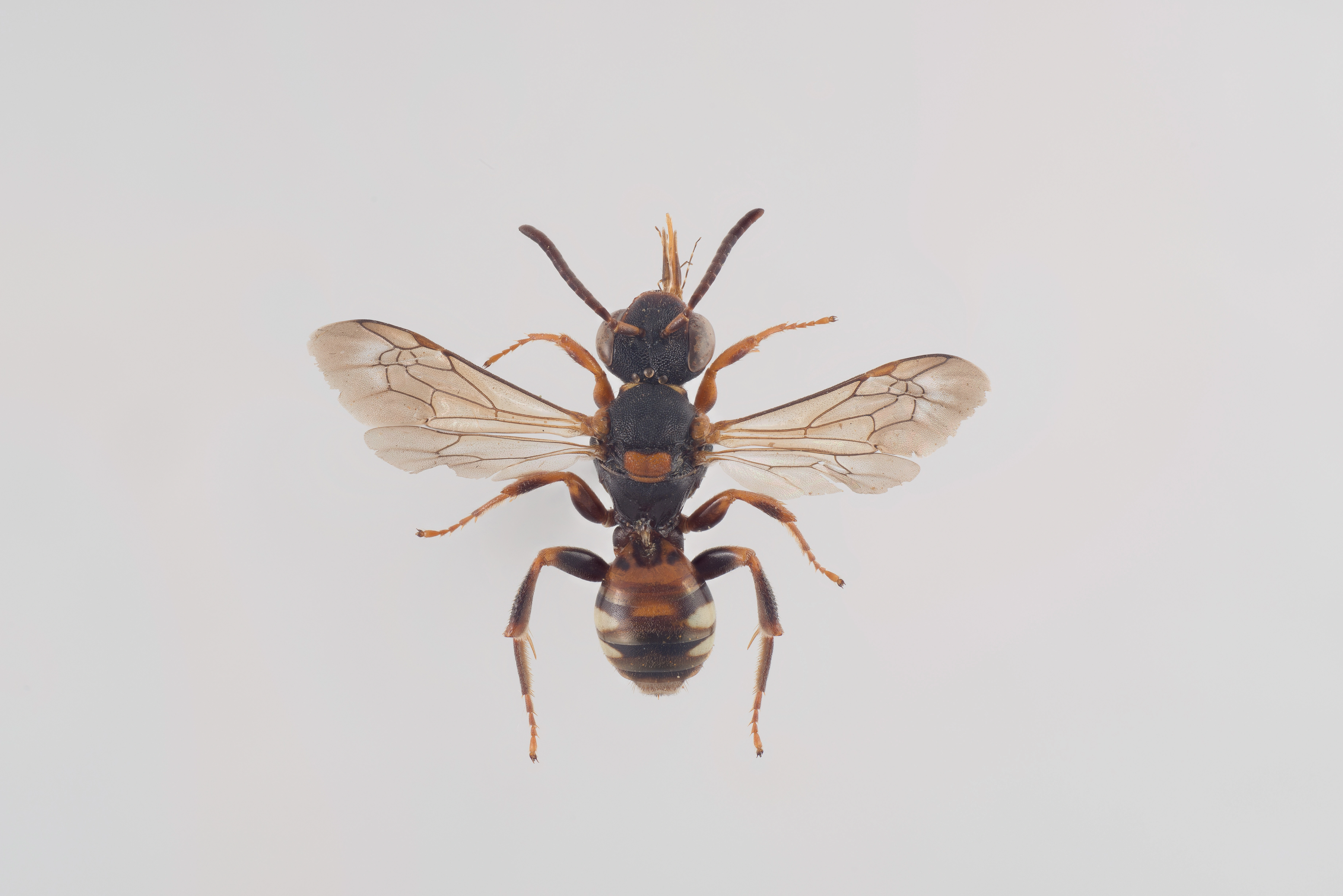 : Nomada roberjeotiana.