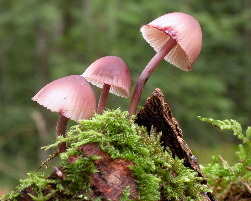 : Mycena haematopus.