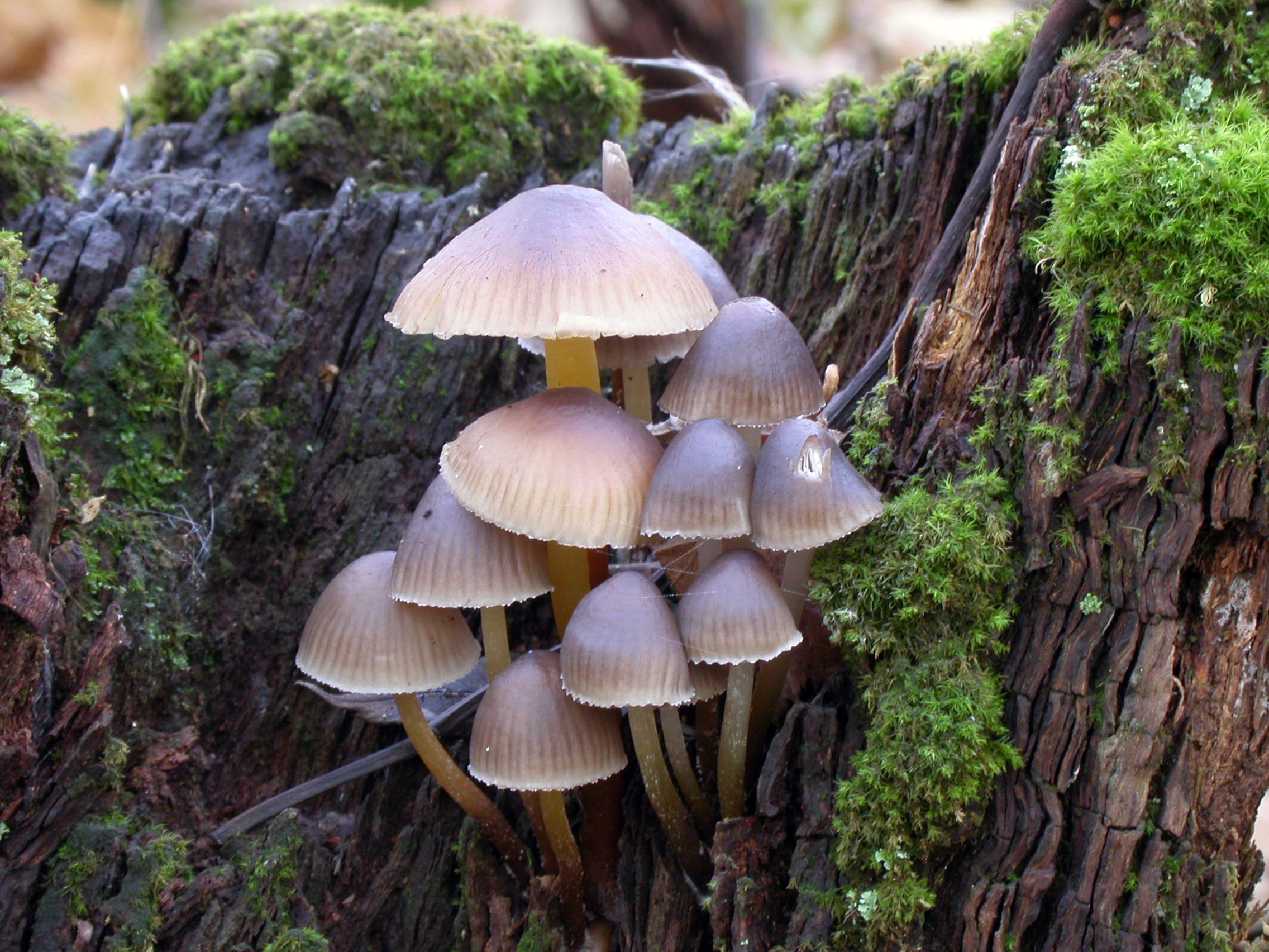 : Mycena inclinata.