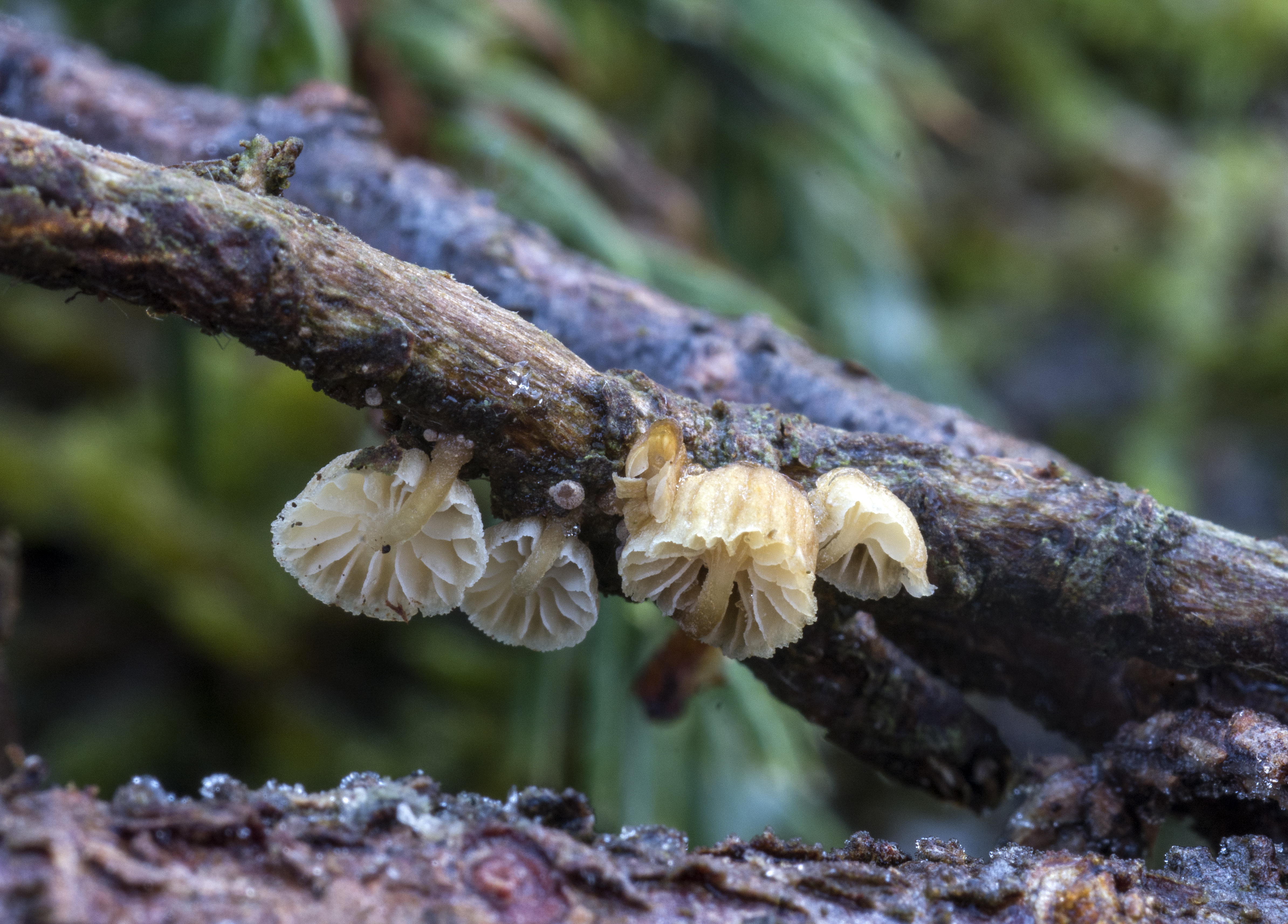 : Mycena juniperina.