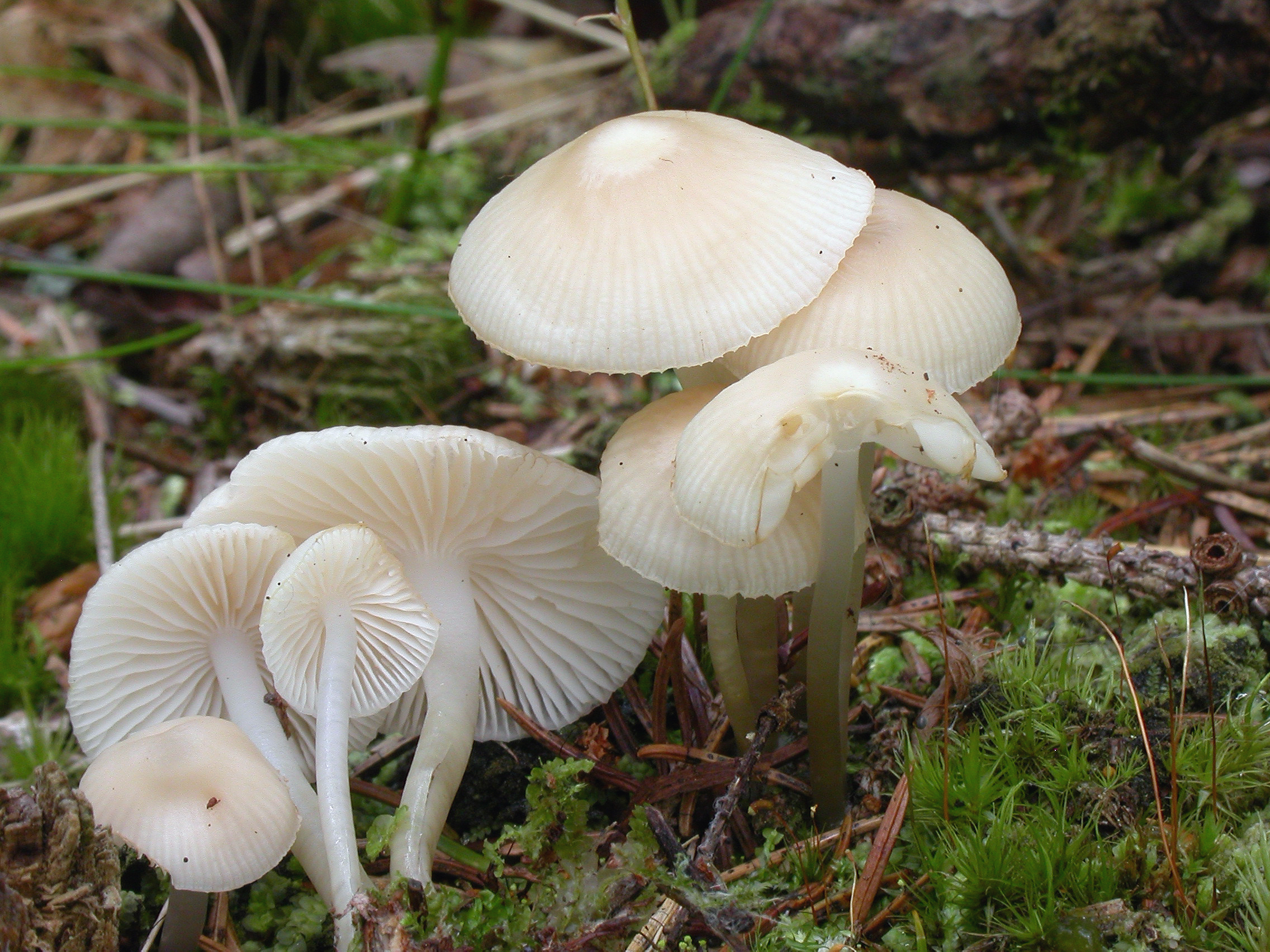 : Mycena laevigata.