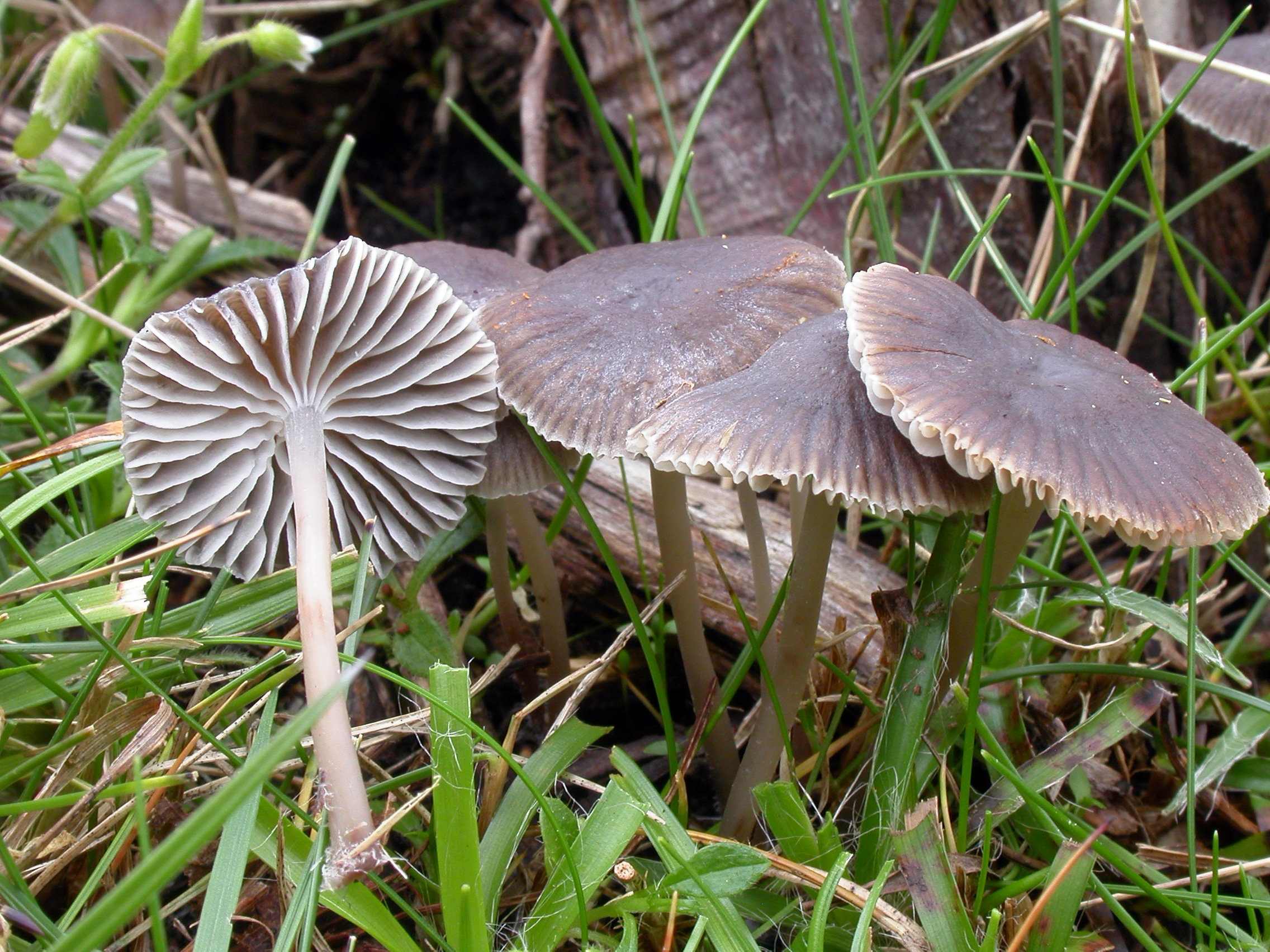 : Mycena latifolia.