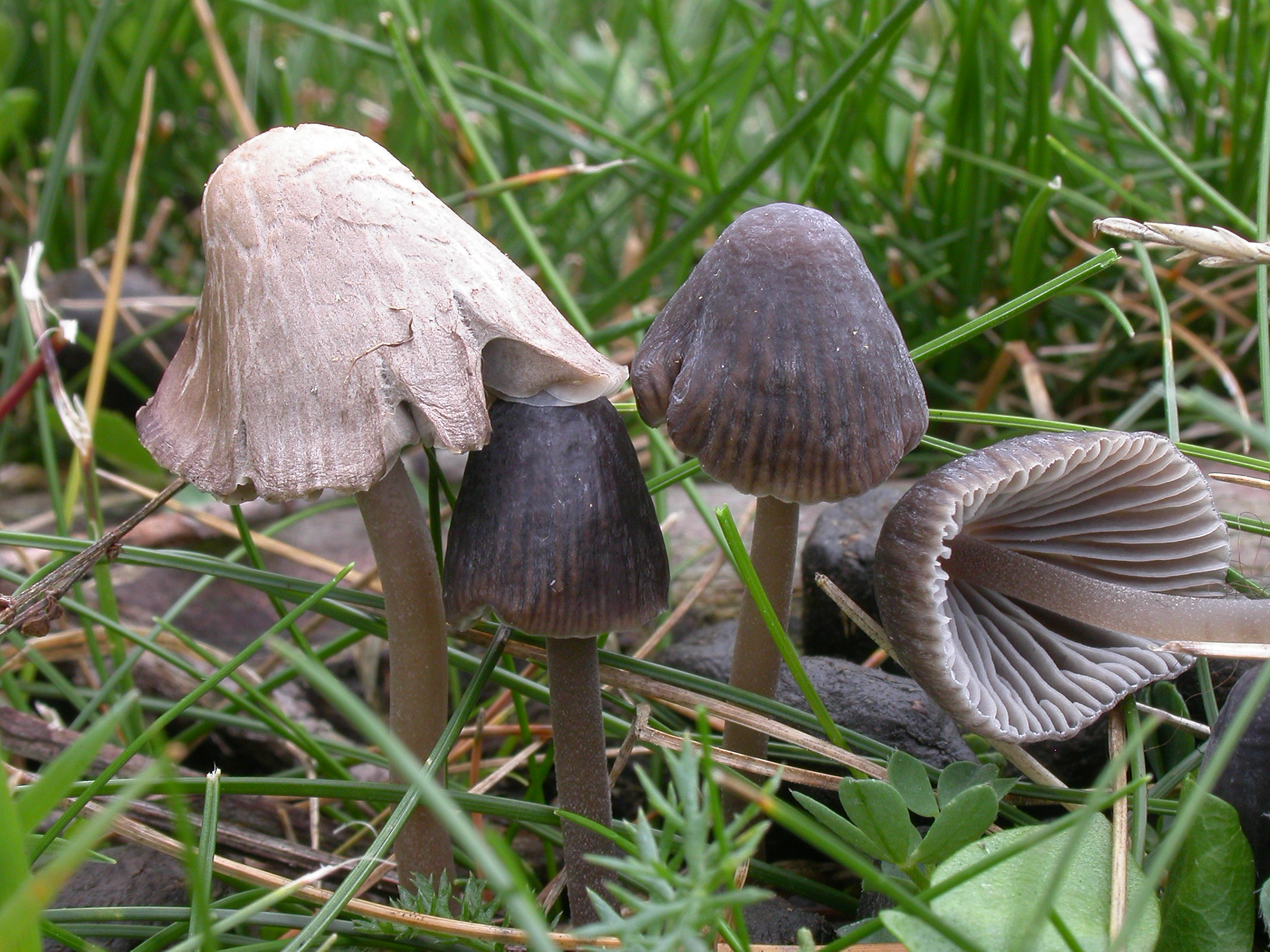 : Mycena leptocephala.