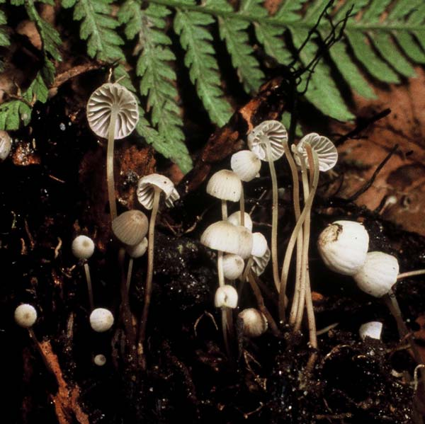 : Mycena lohwagii.