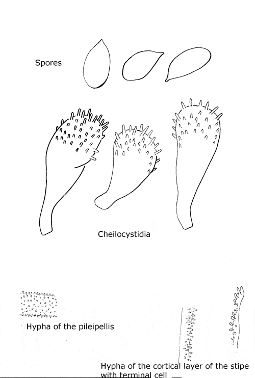 : Mycena lohwagii.