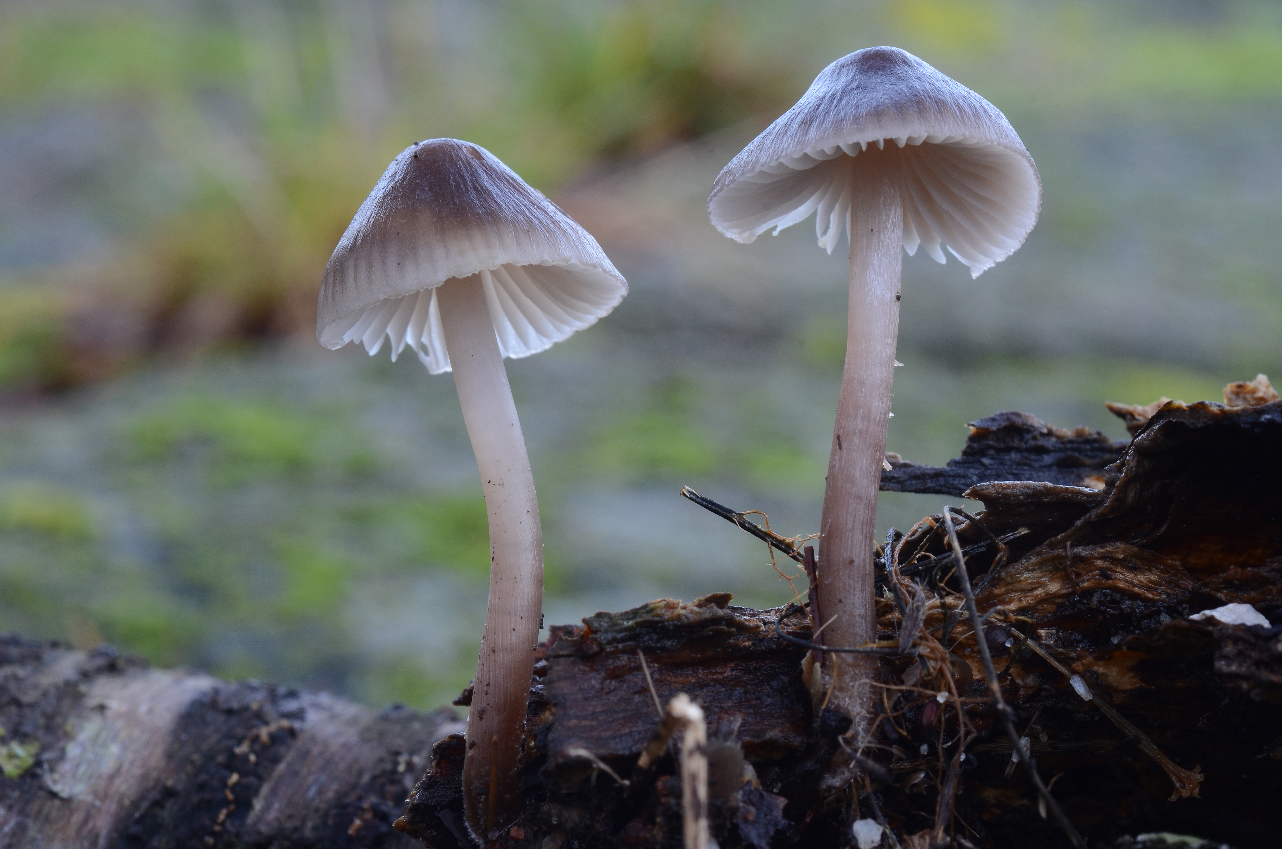 : Mycena maculata.