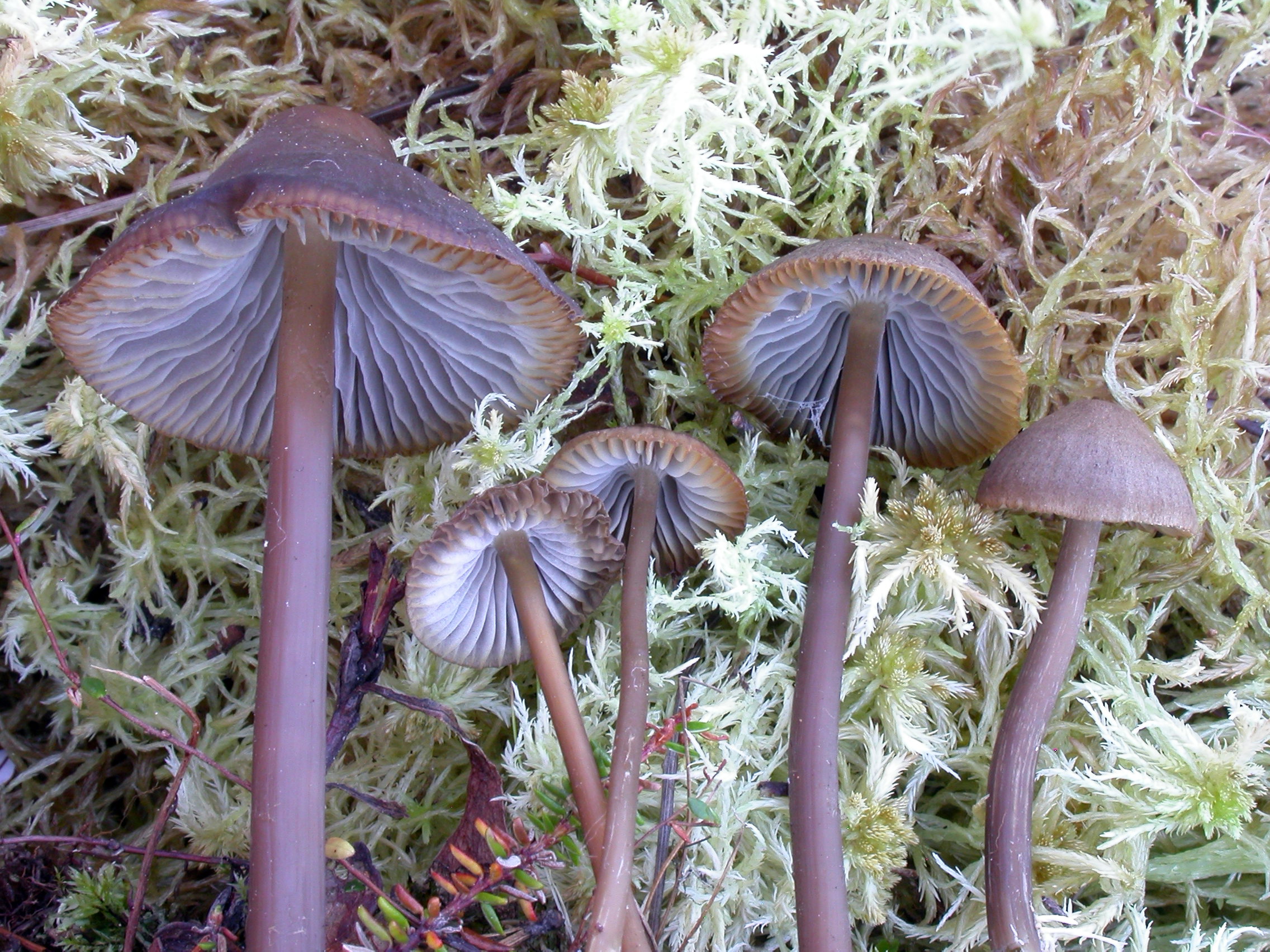 : Mycena megaspora.