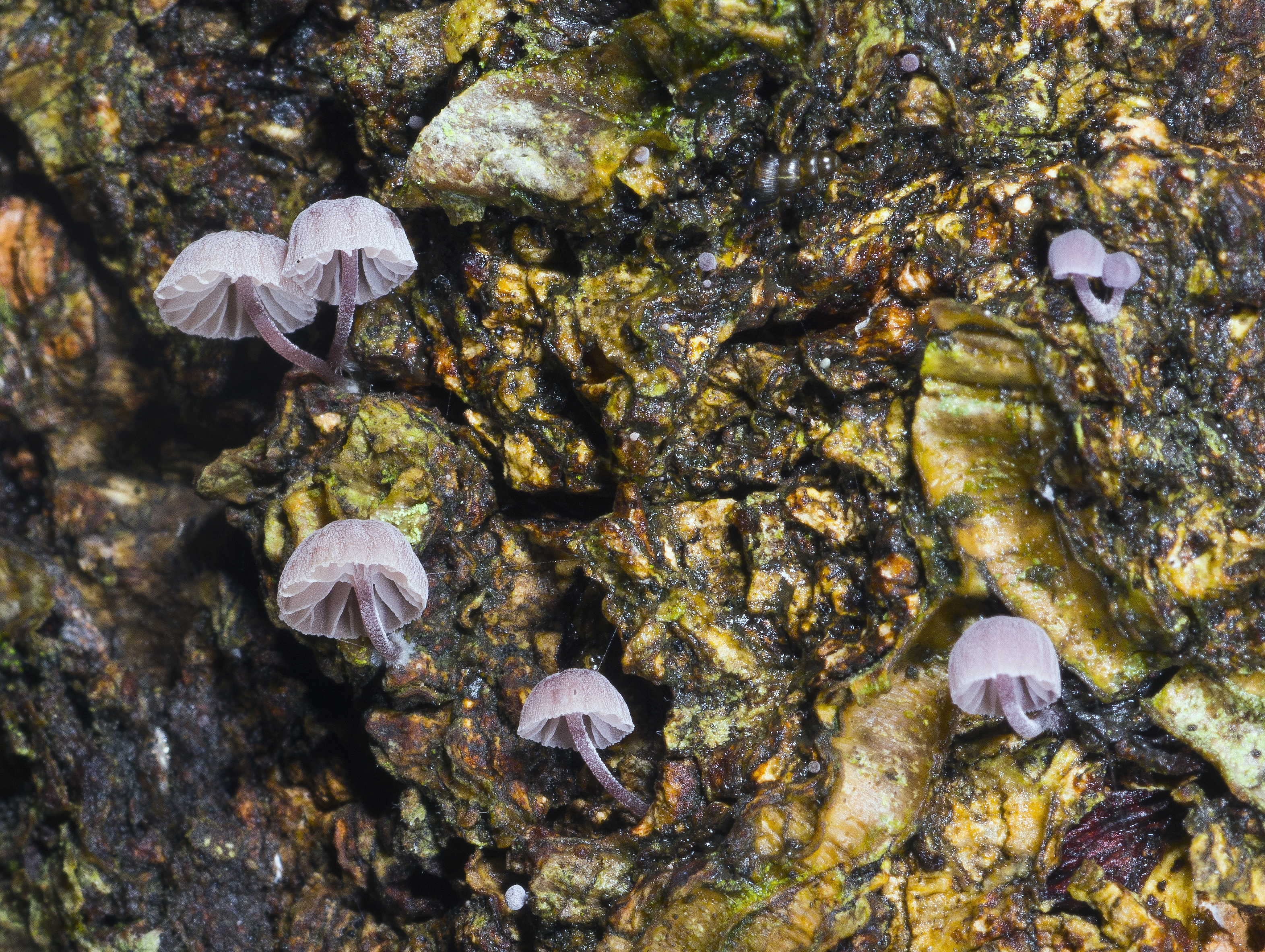 : Mycena meliigena.