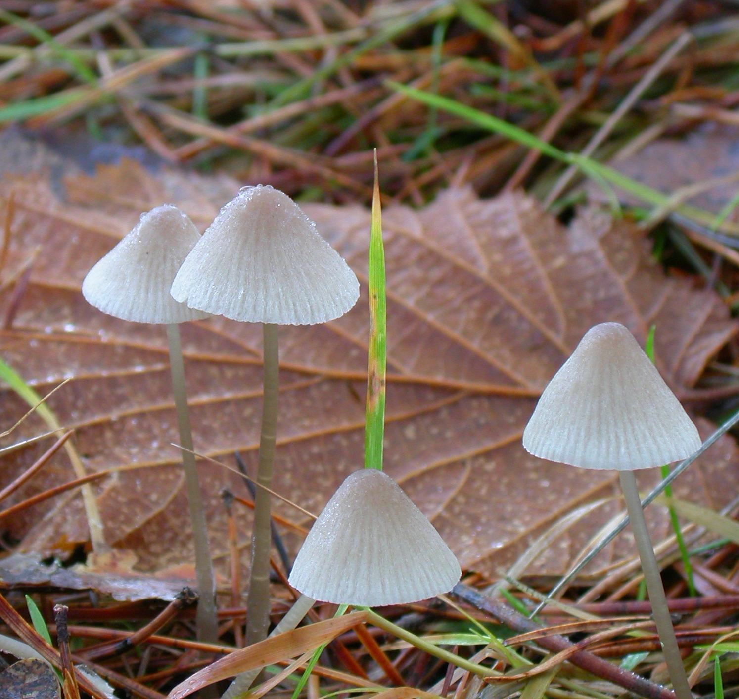 : Mycena metata.