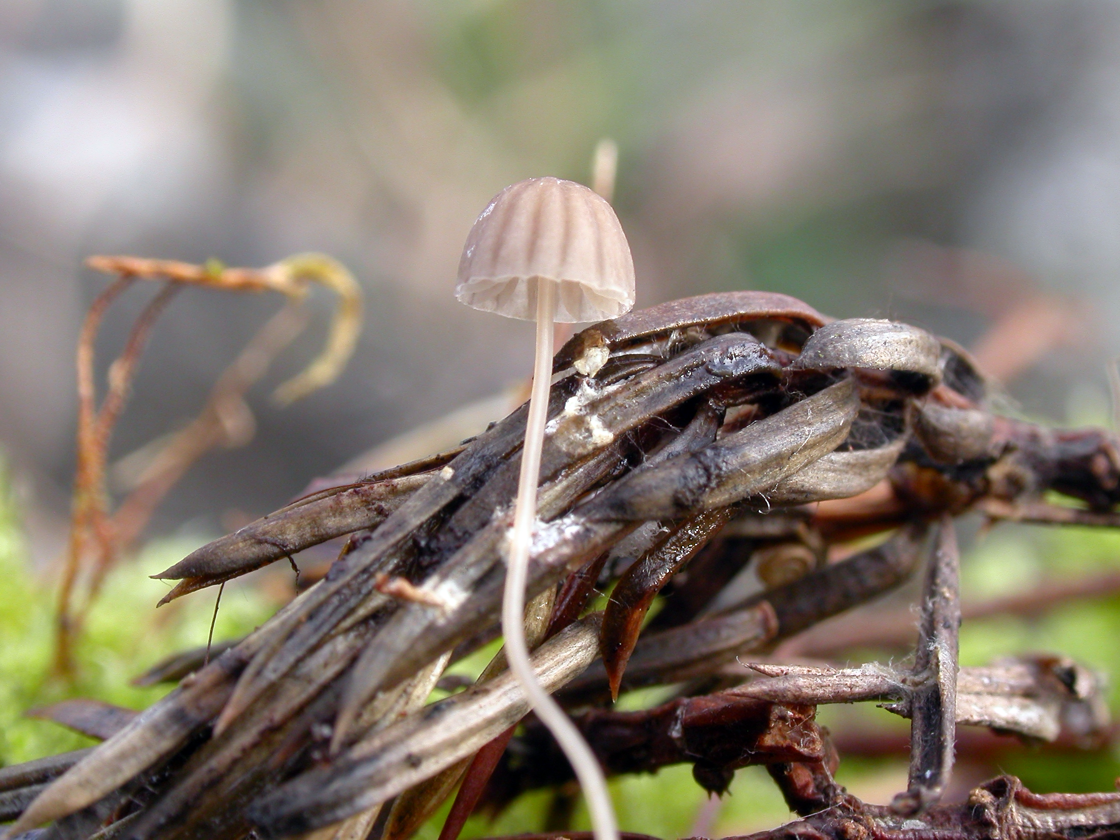 : Mycena mirata.