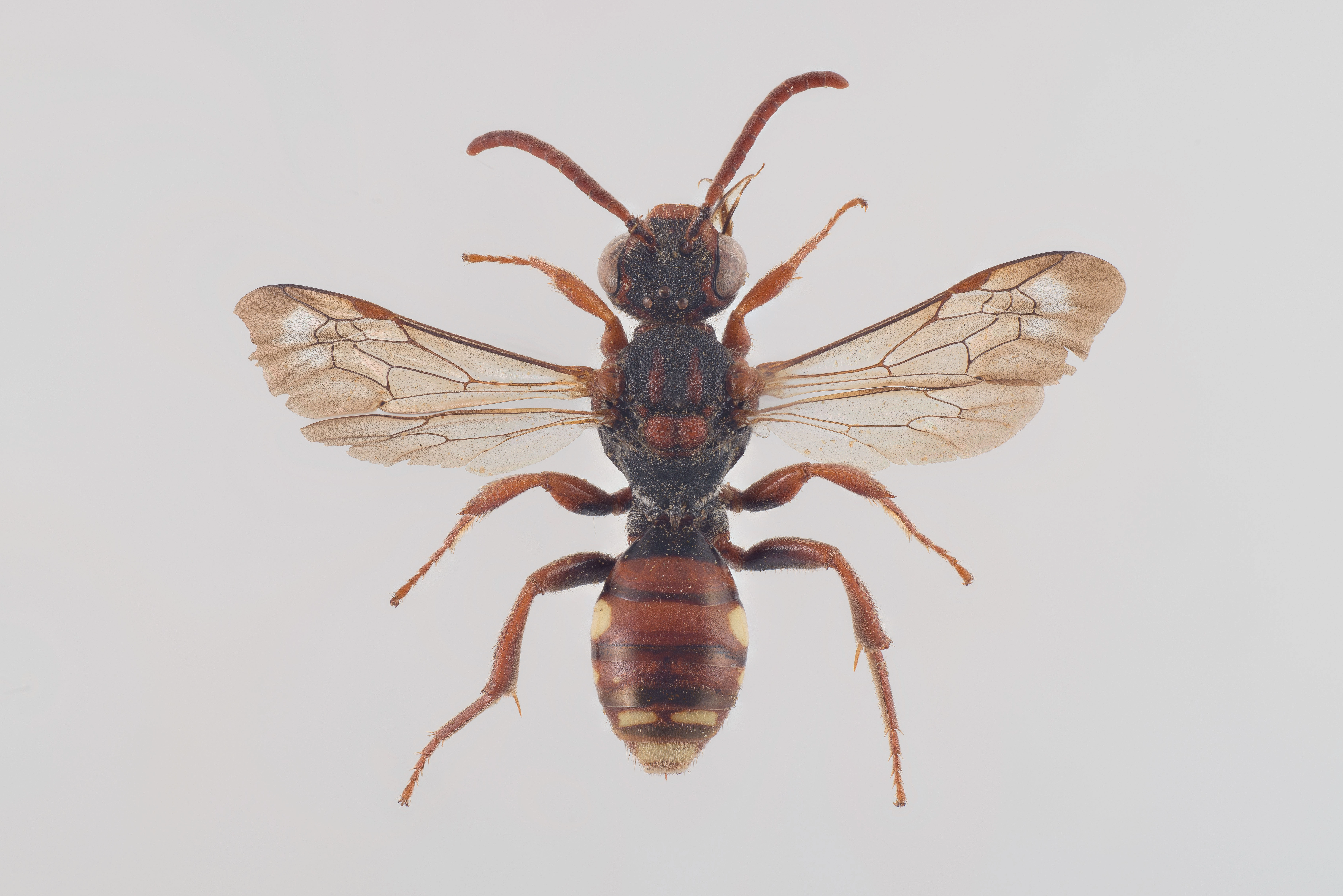 : Nomada striata.