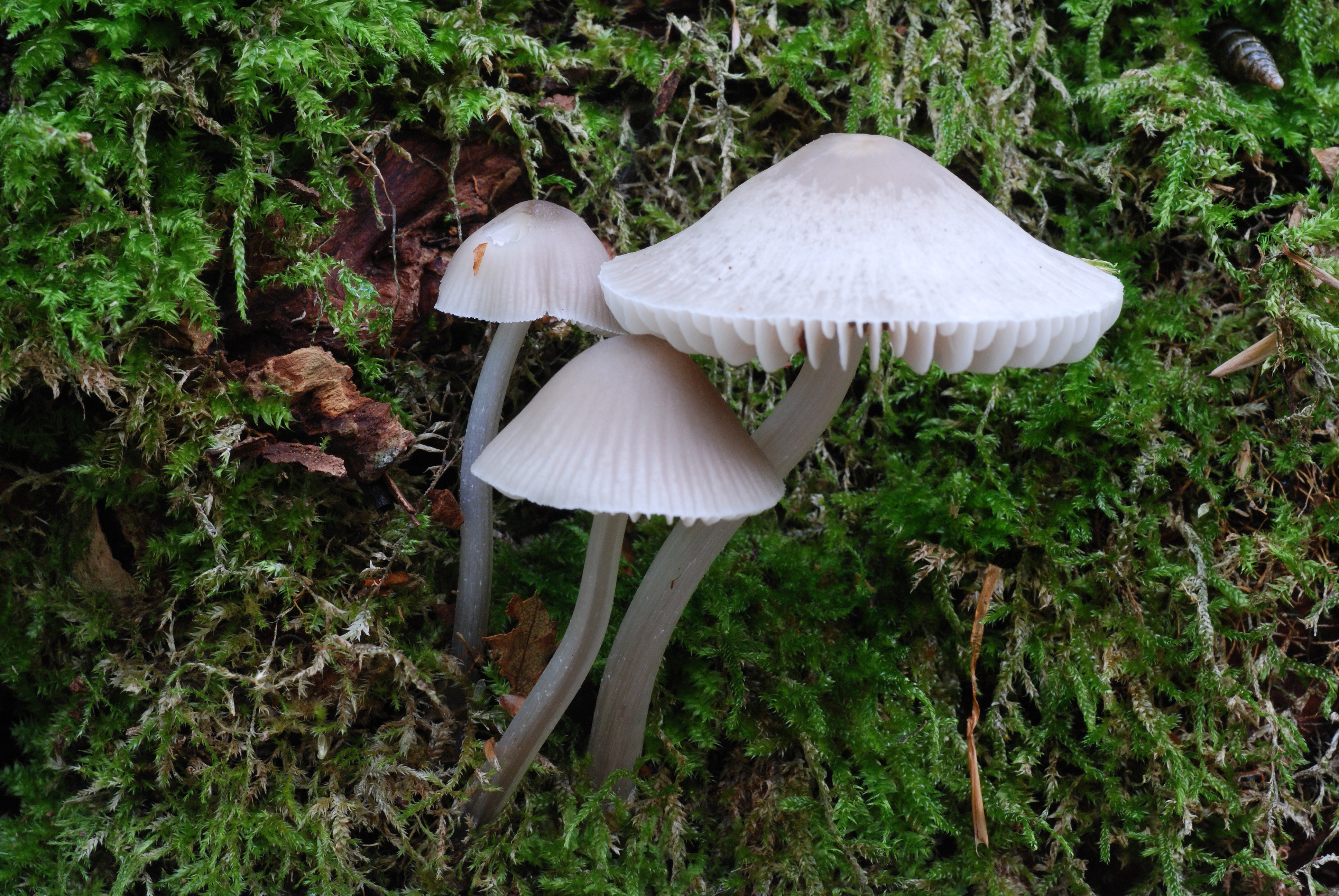 : Mycena niveipes.