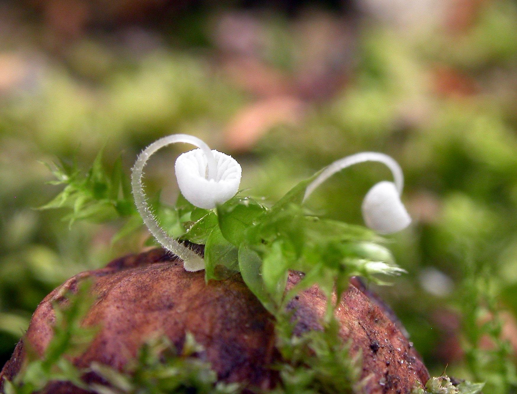 : Mycena nucicola.