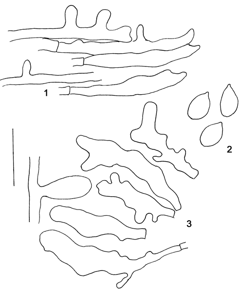 : Phloeomana minutula.