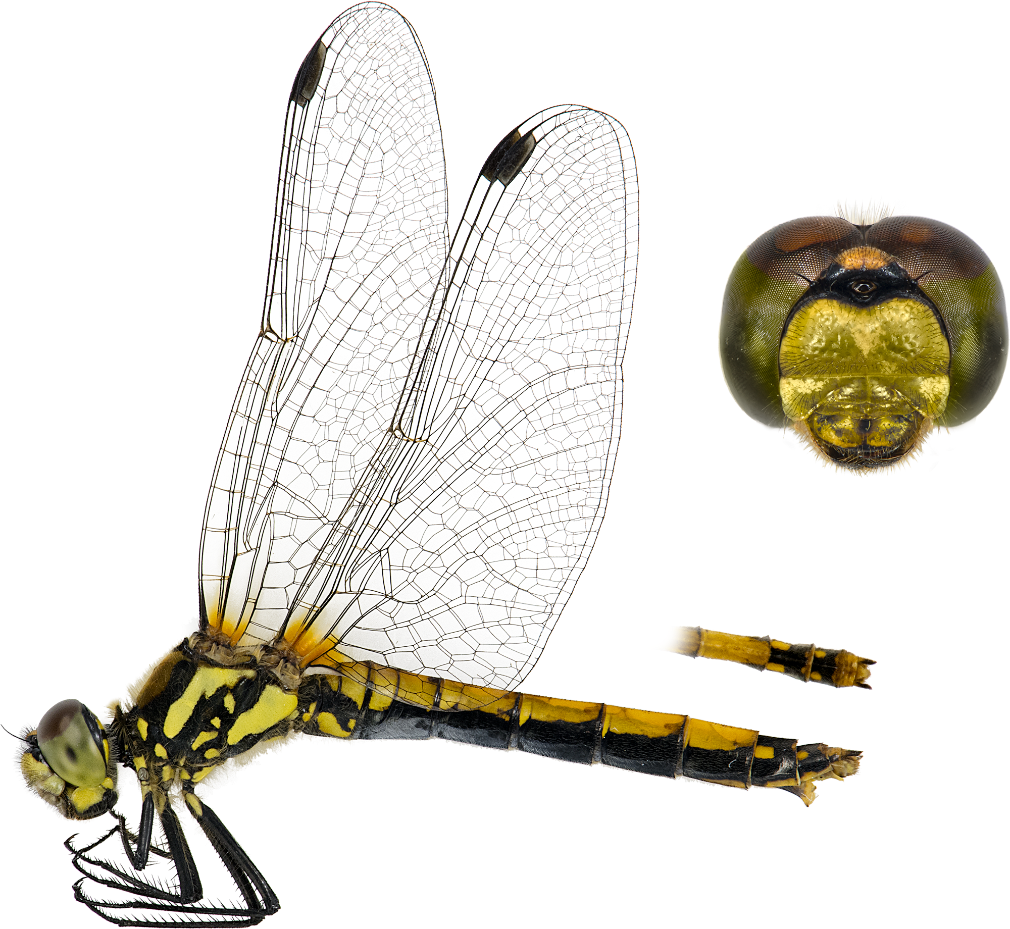 : Odonata.