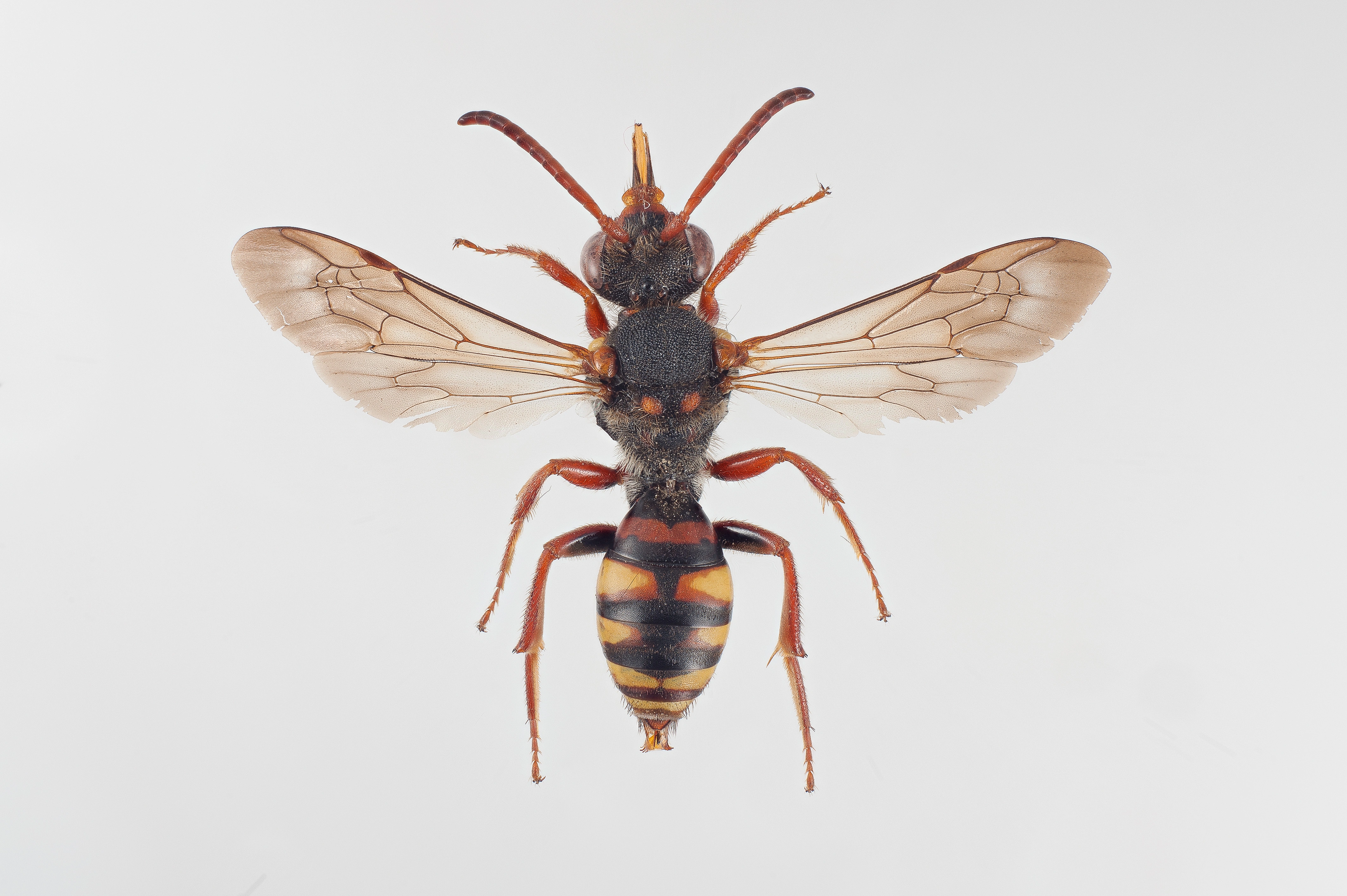 : Nomada subcornuta.