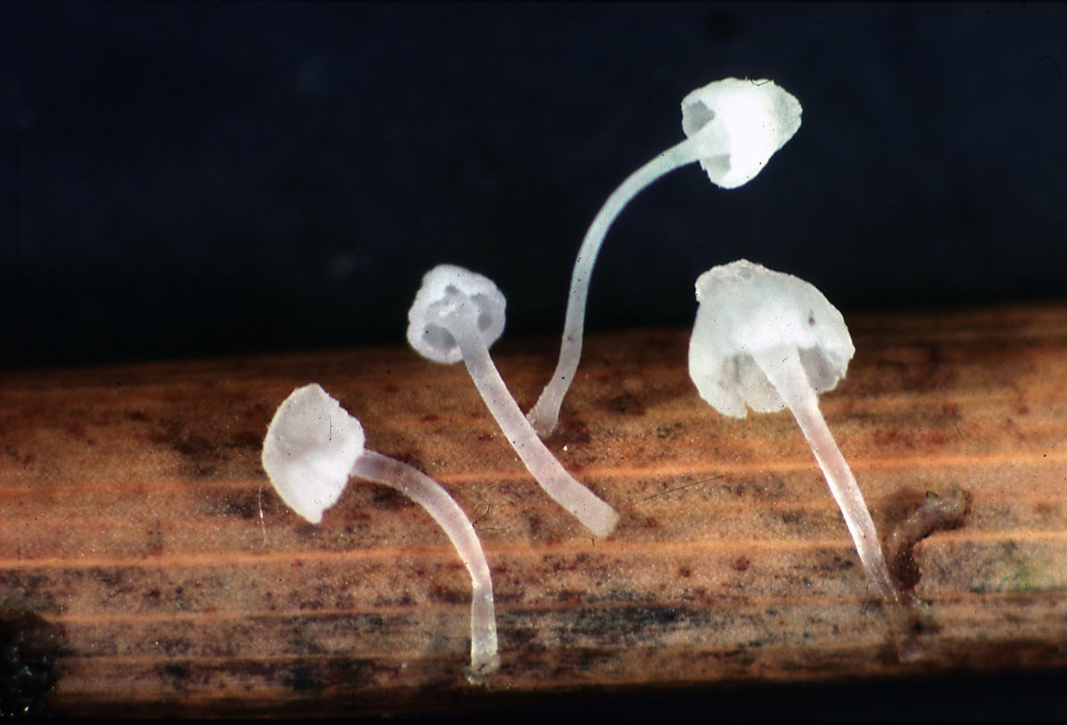 : Mycena oligophylla.