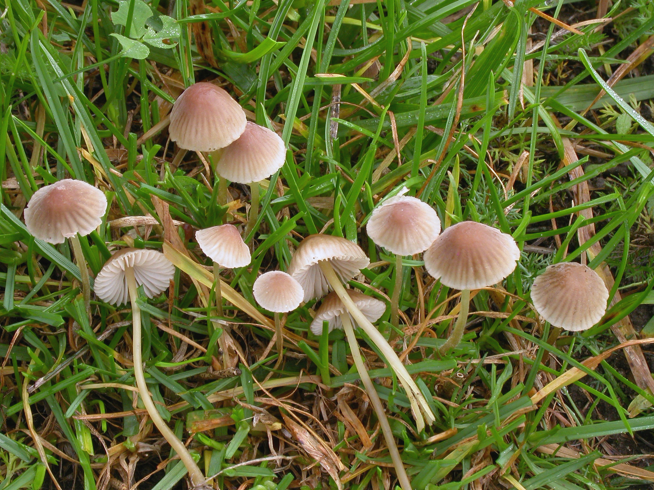 : Mycena olivaceomarginata.