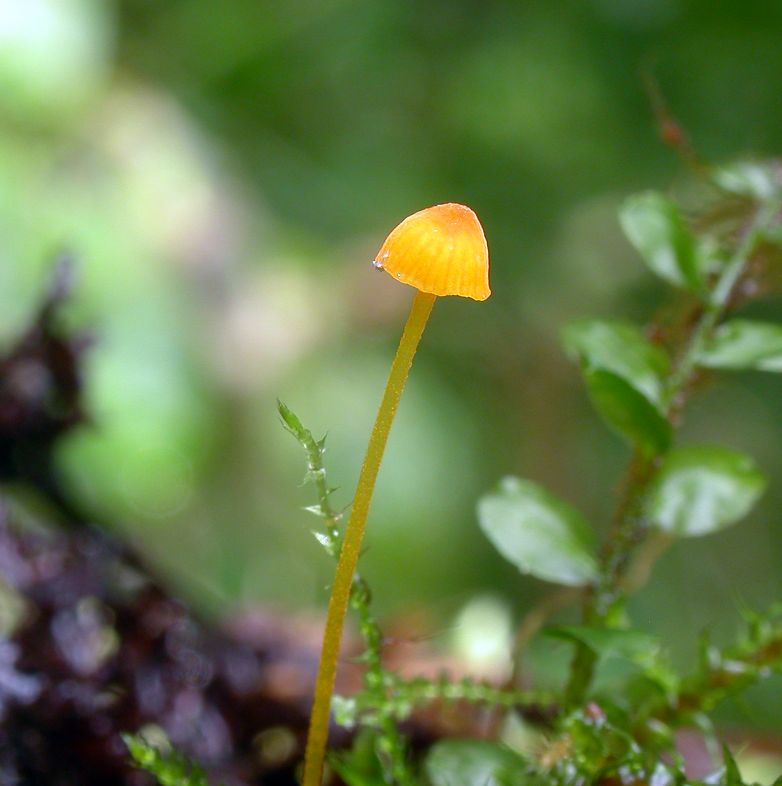 : Mycena oregonensis.