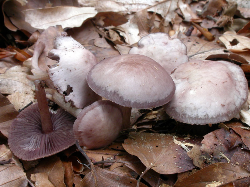 : Mycena pelianthina.