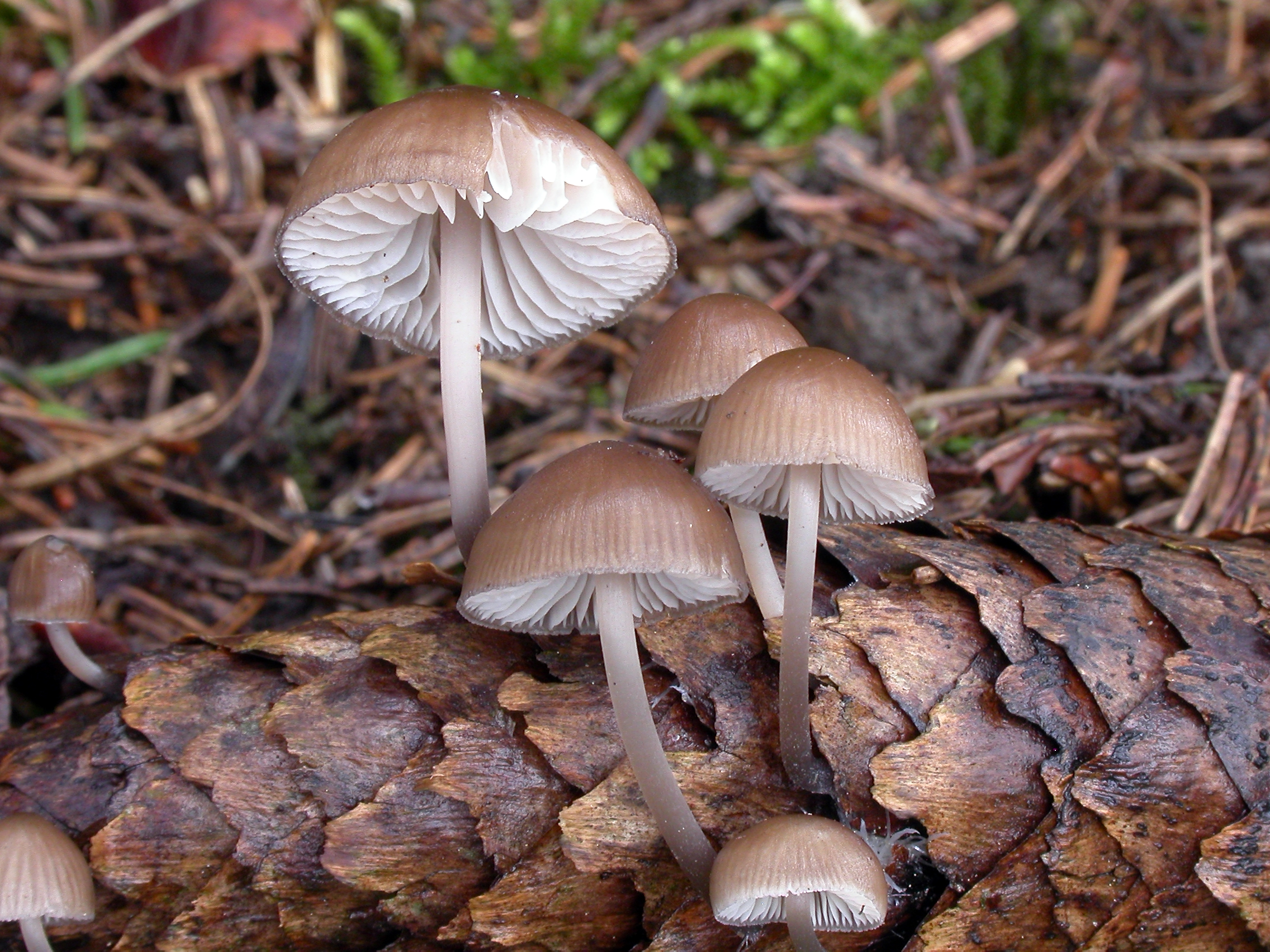 : Mycena plumipes.