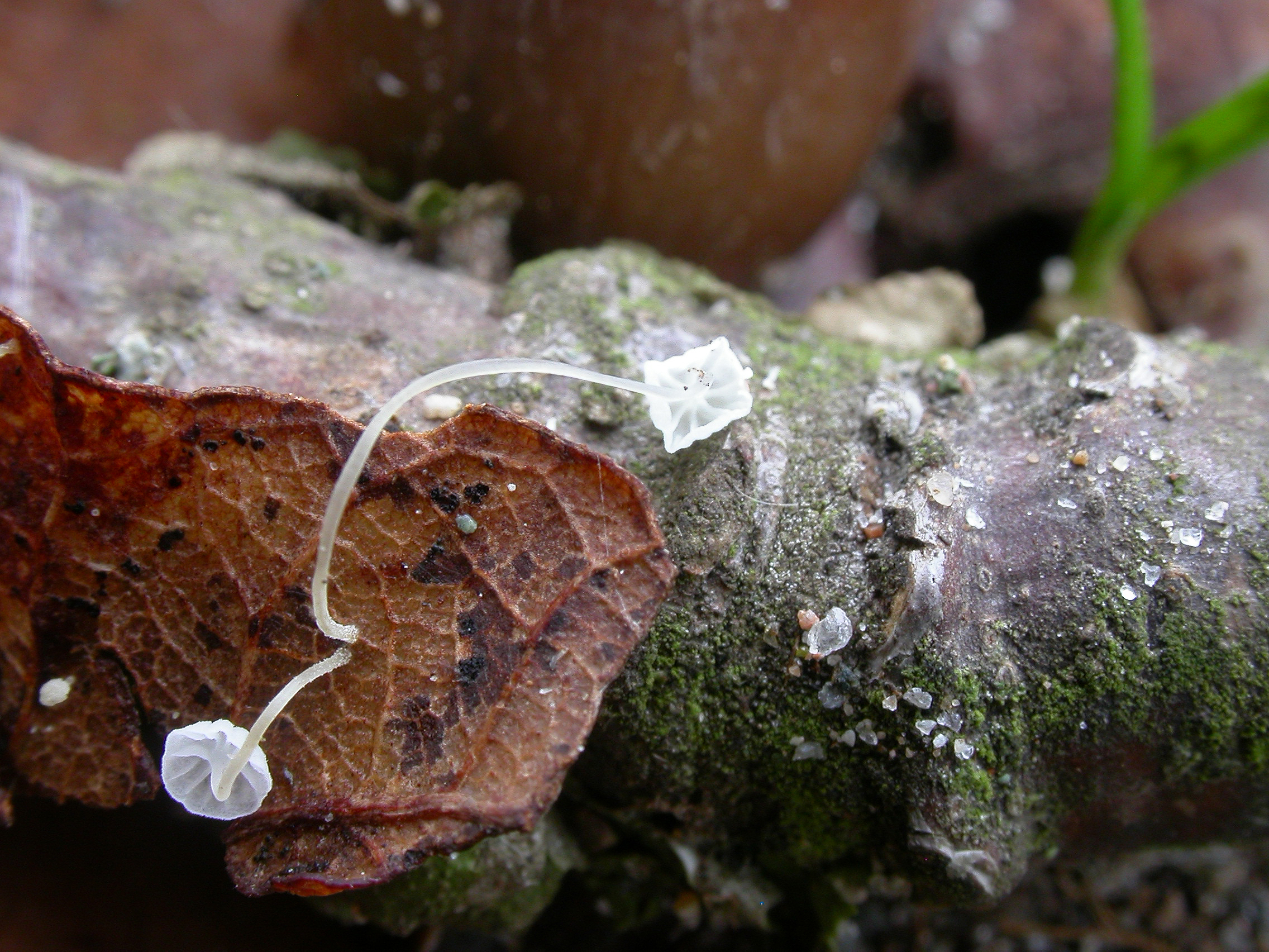 : Mycena polyadelpha.