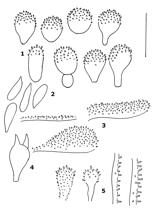 : Mycena polyadelpha.