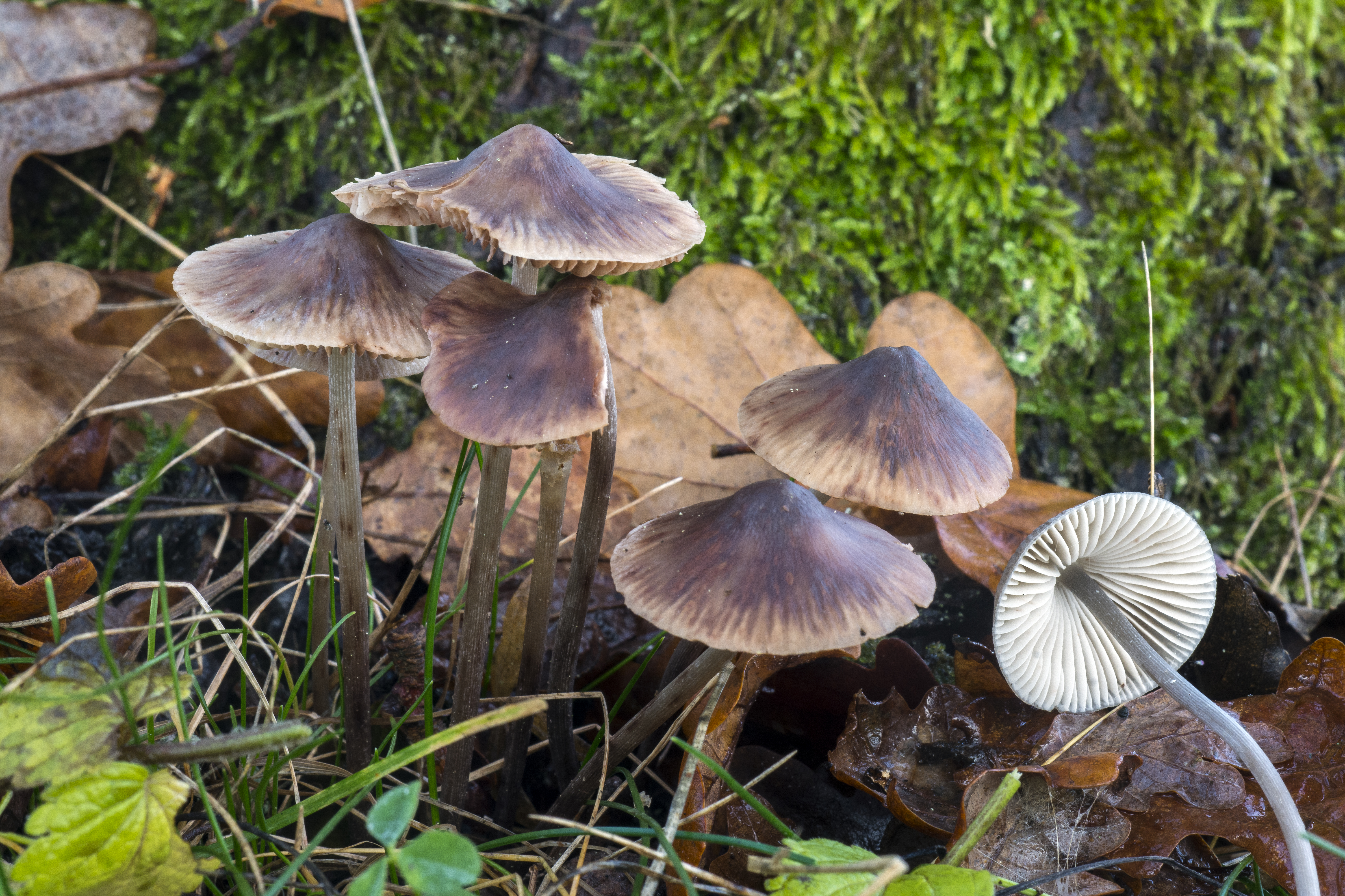 : Mycena polygramma.