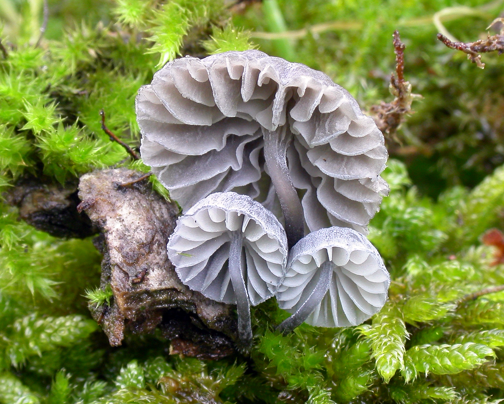 : Mycena pseudocorticola.