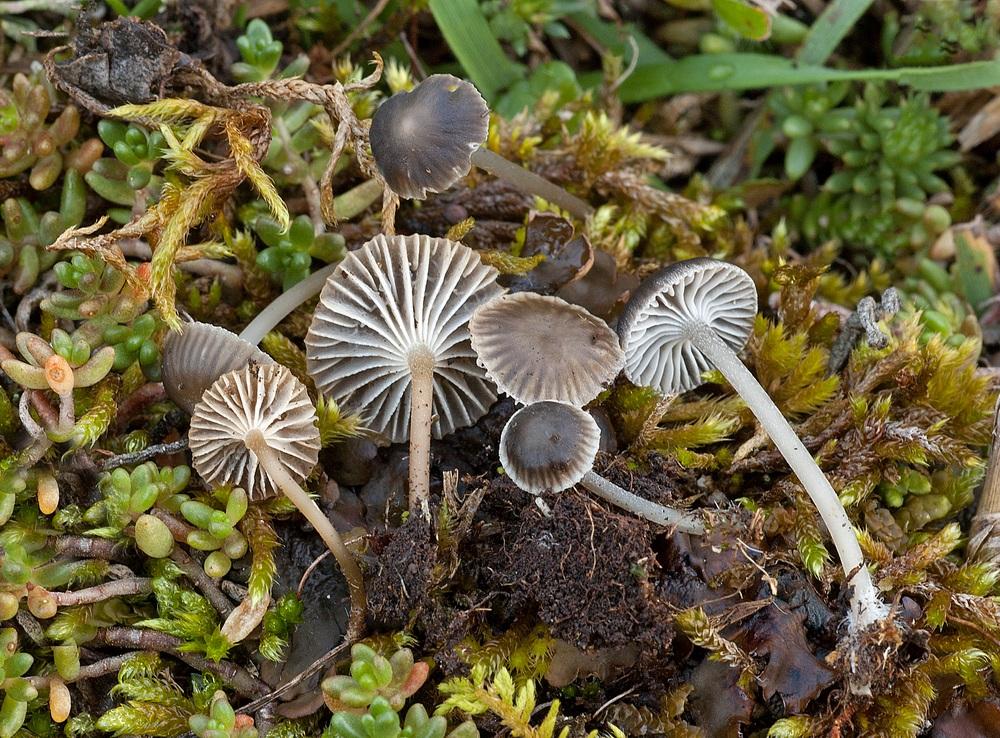 : Mycena pseudopicta.