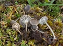 : Mycena pseudopicta.