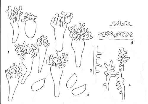 : Mycena pseudopicta.