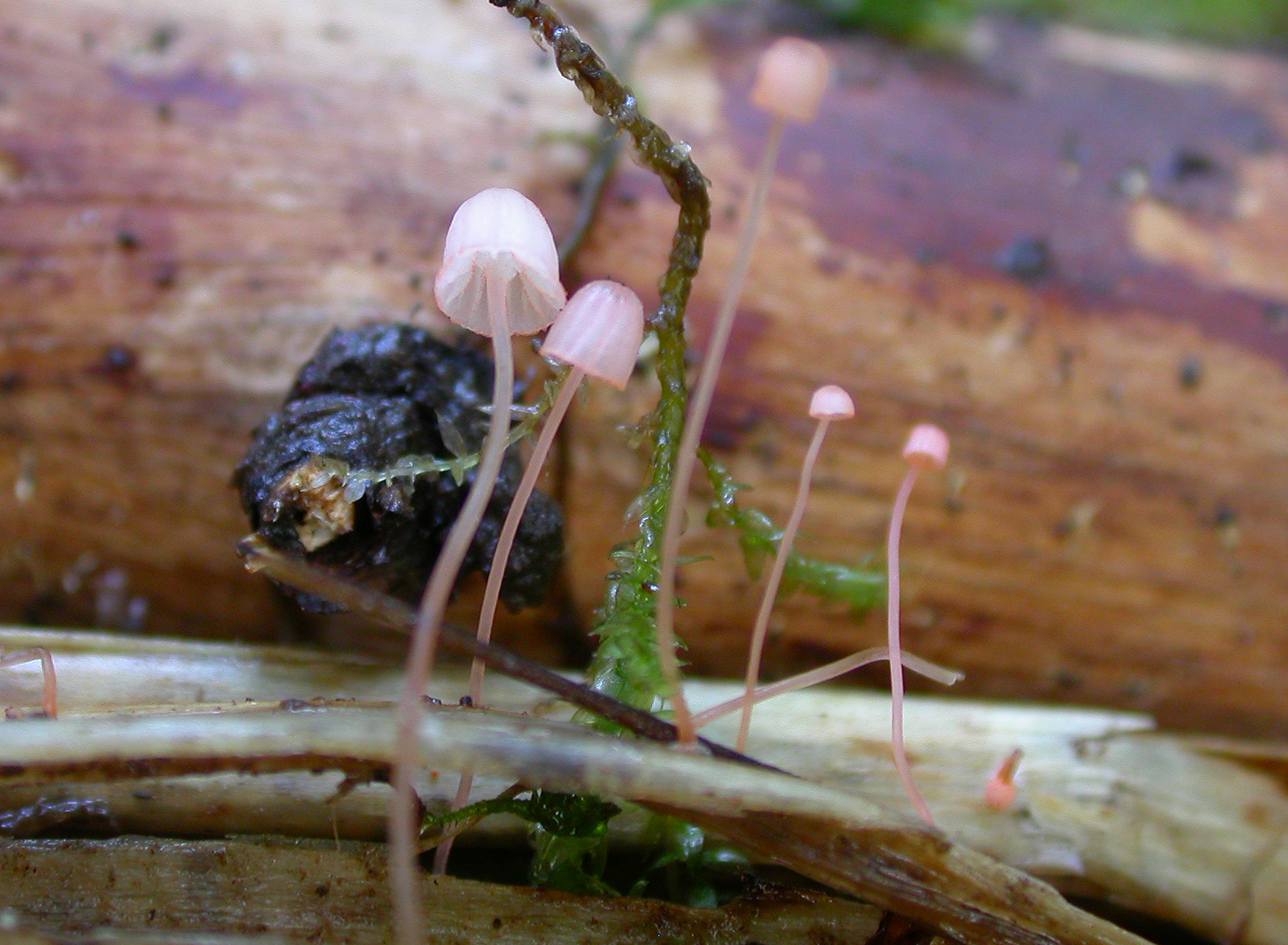 : Mycena pterigena.