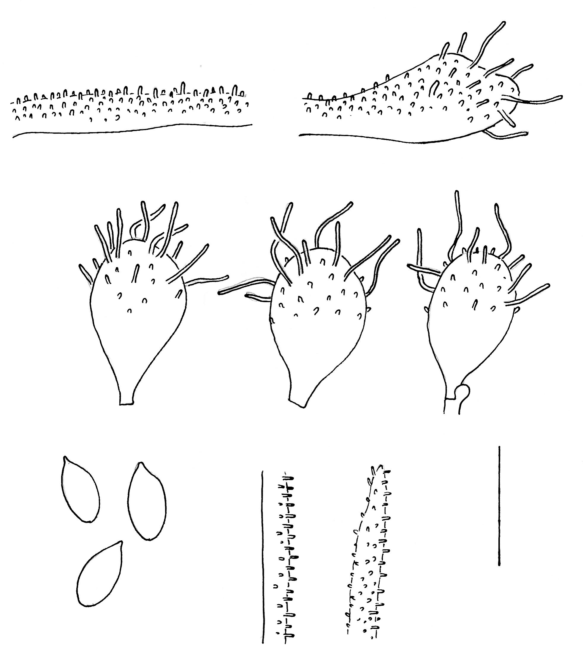 : Mycena pterigena.