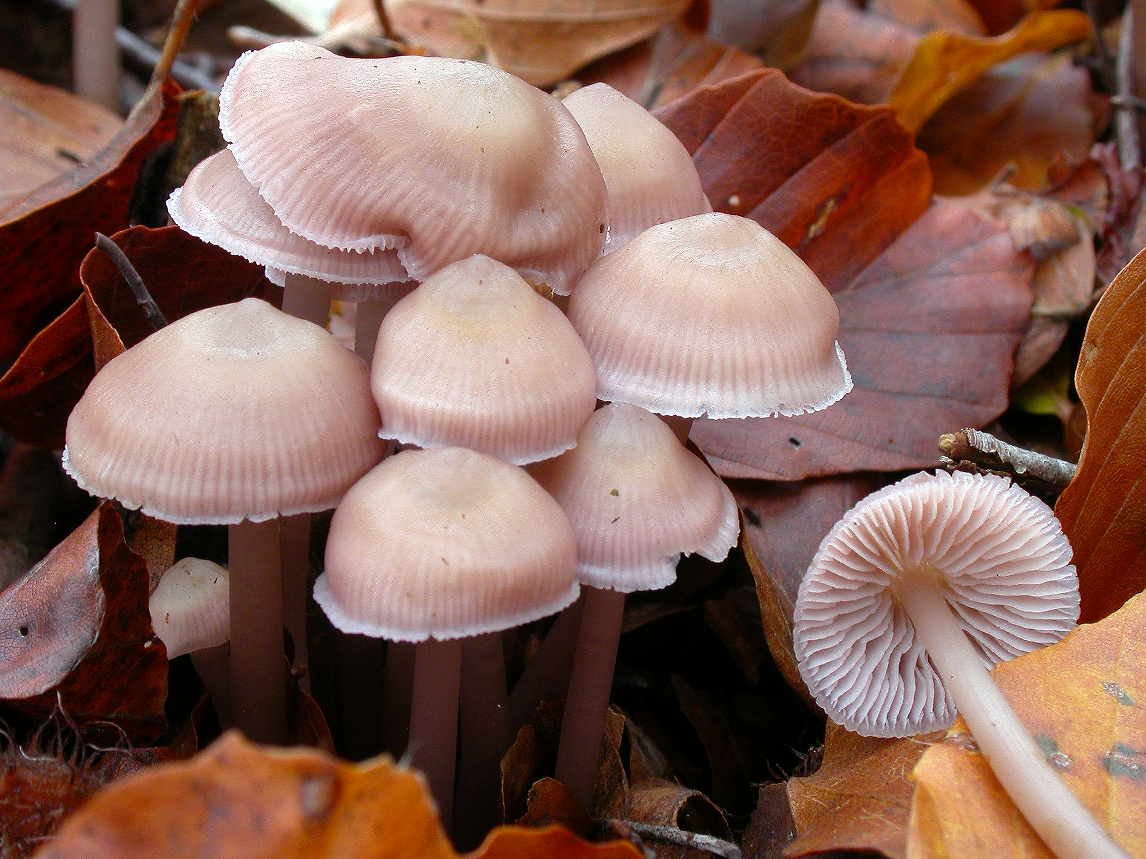 : Mycena pura.