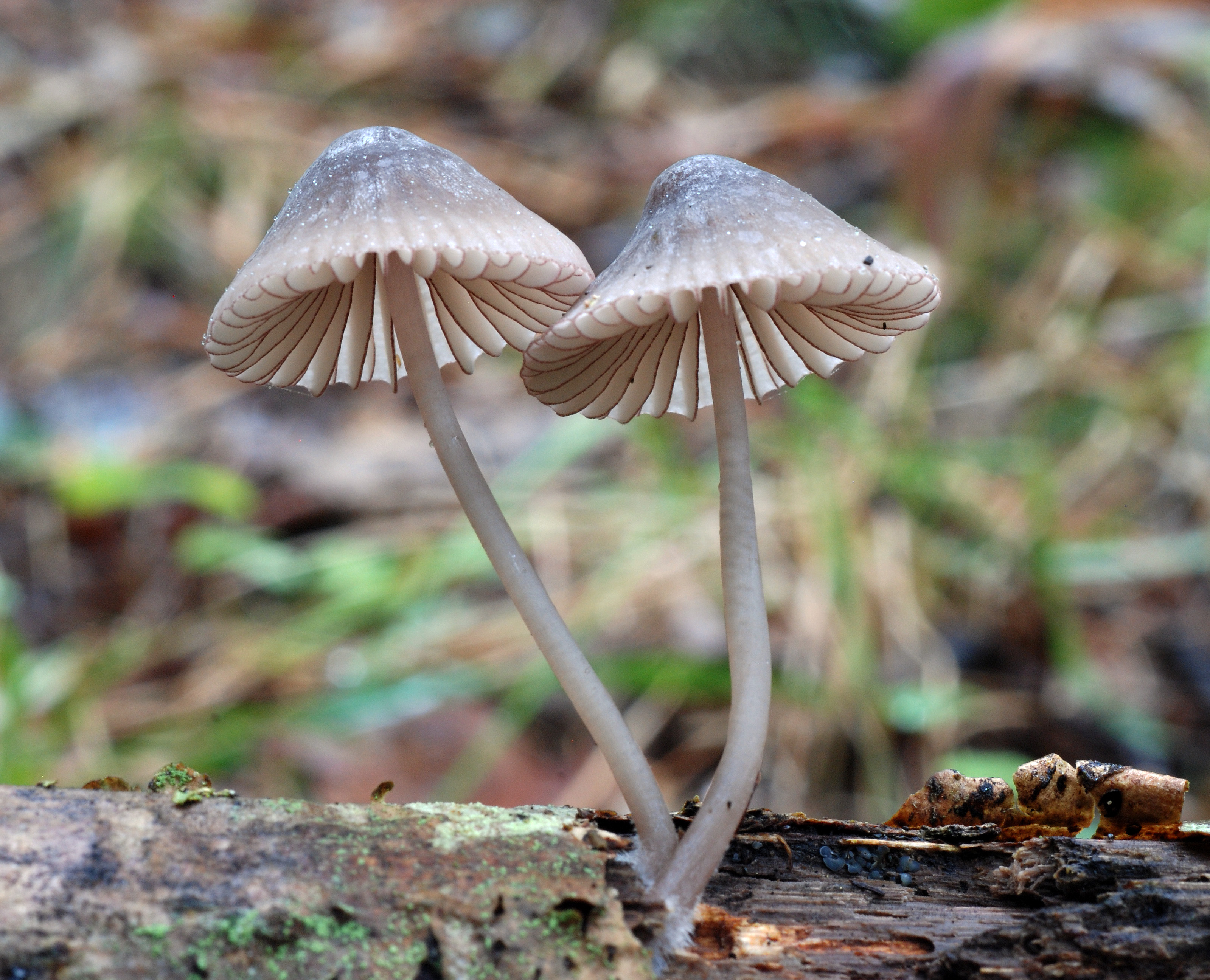 : Mycena purpureofusca.