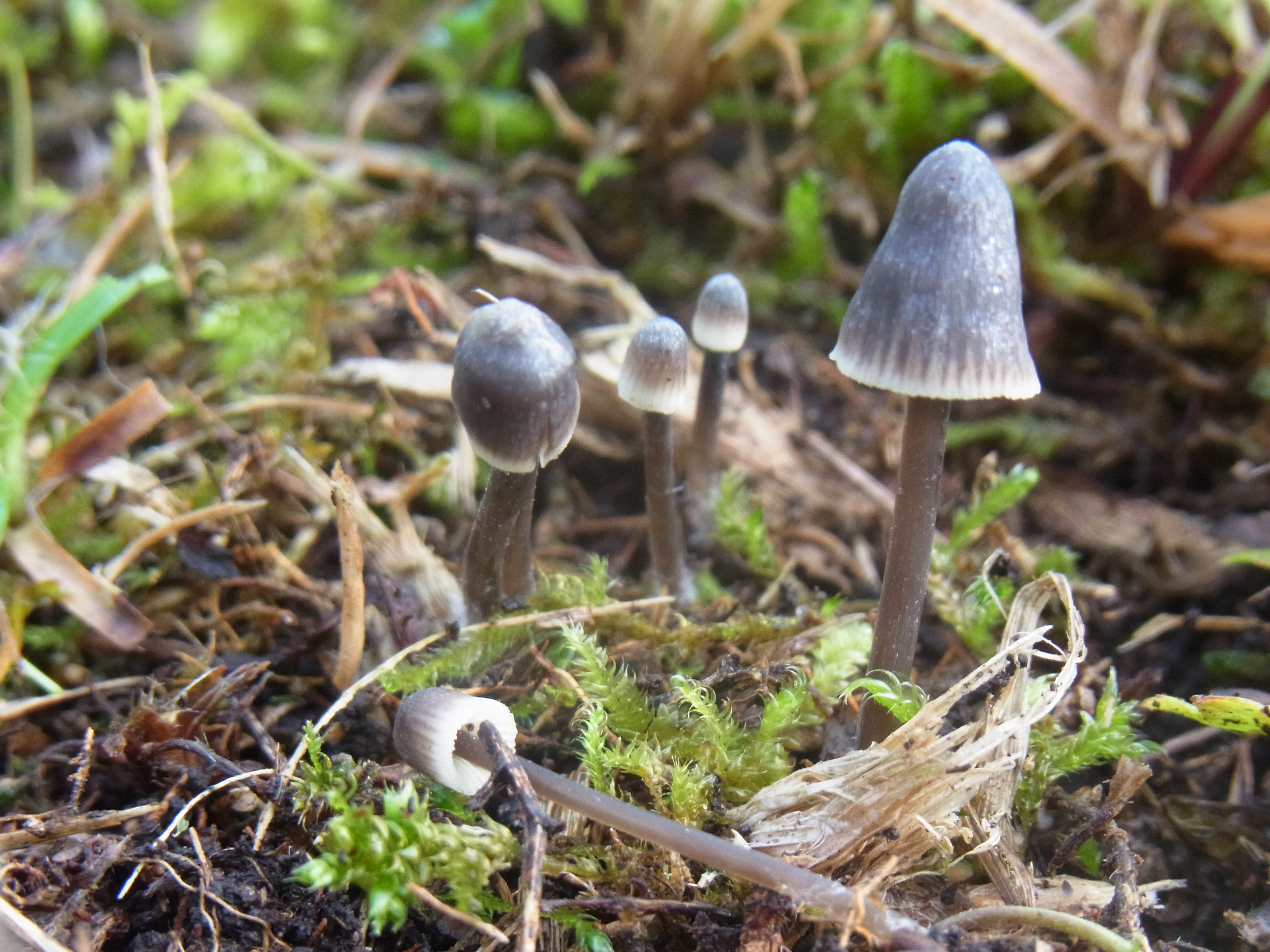 : Mycena rapiolens.