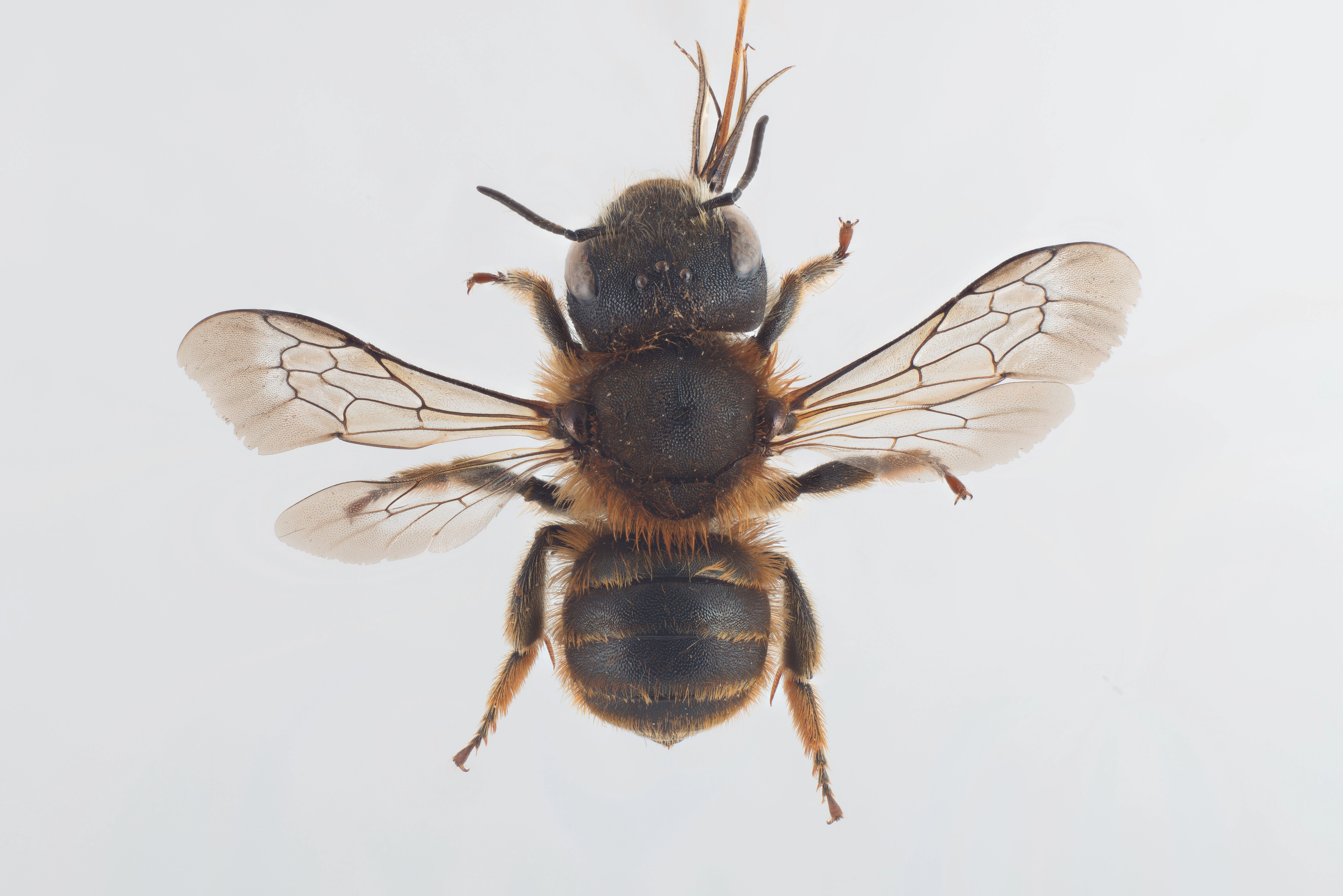 : Osmia aurulenta.