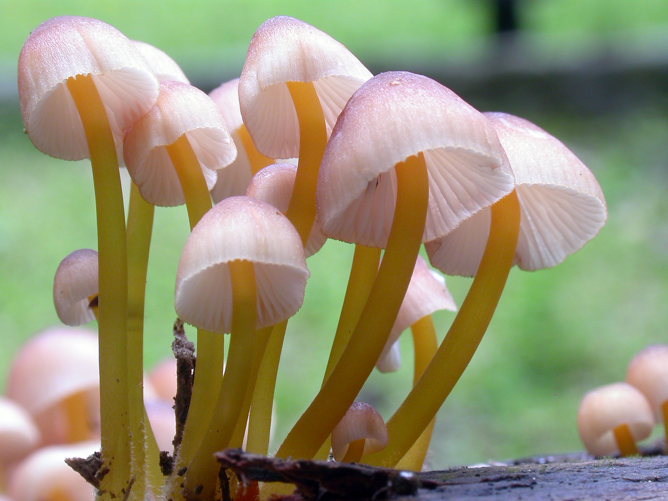 : Mycena renati.