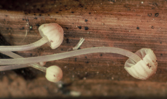 : Mycena riparia.