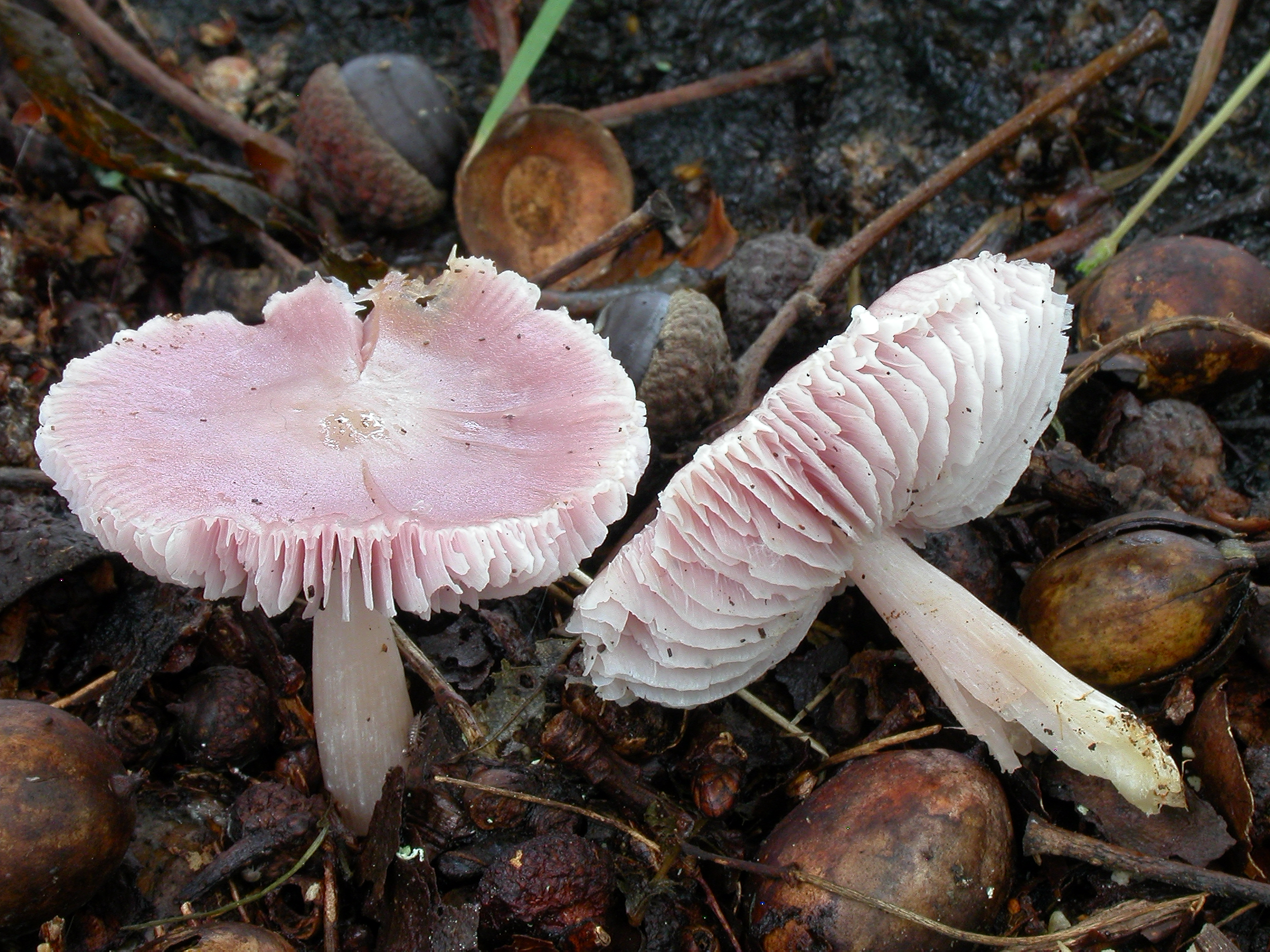 : Mycena rosea.