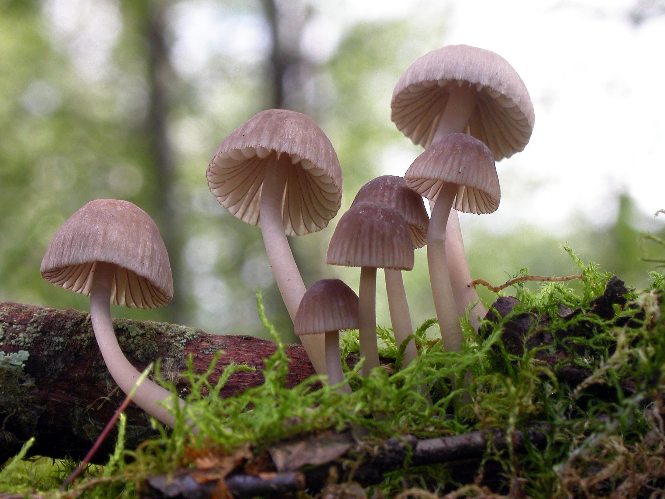 : Mycena rubromarginata.