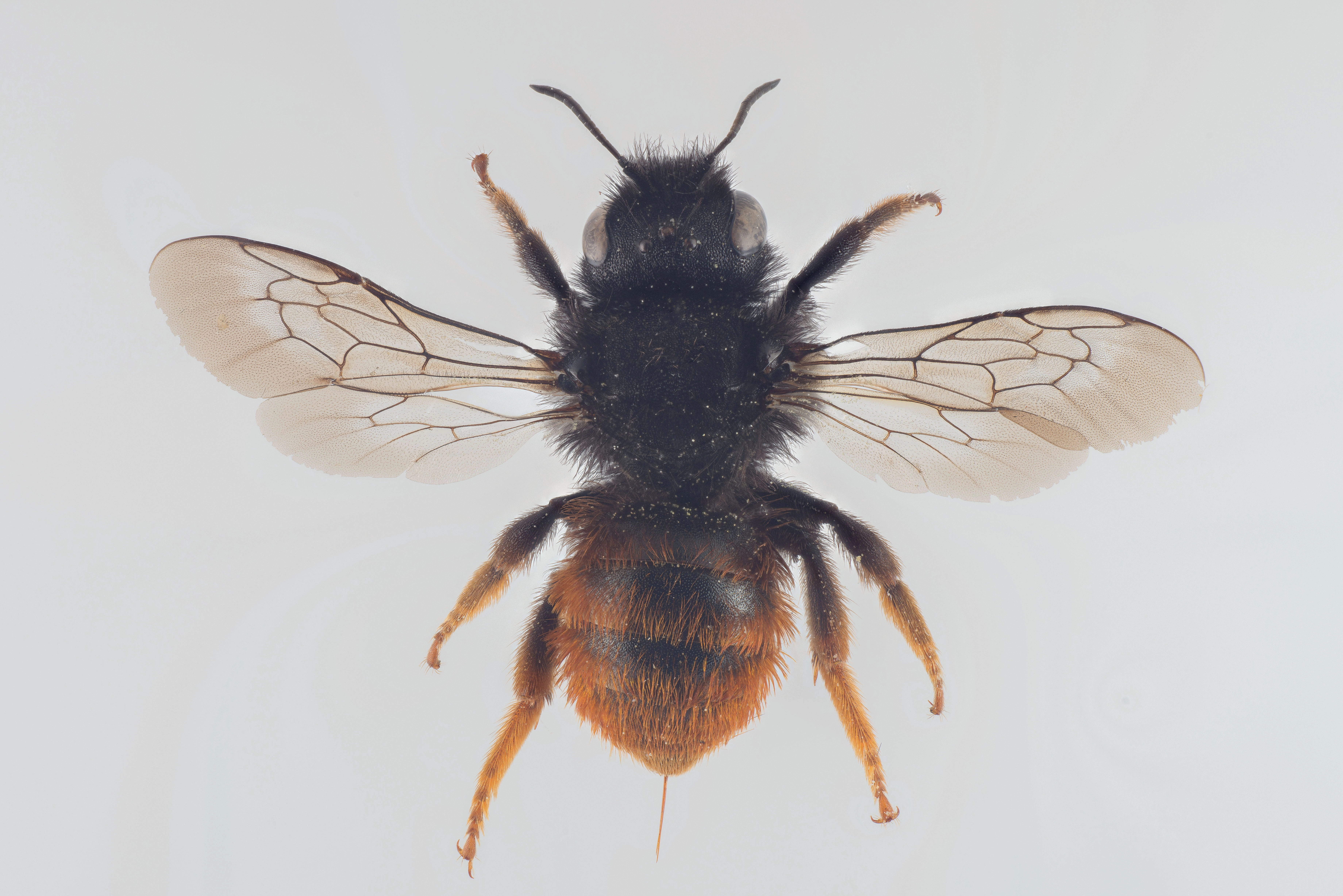 : Osmia bicolor.