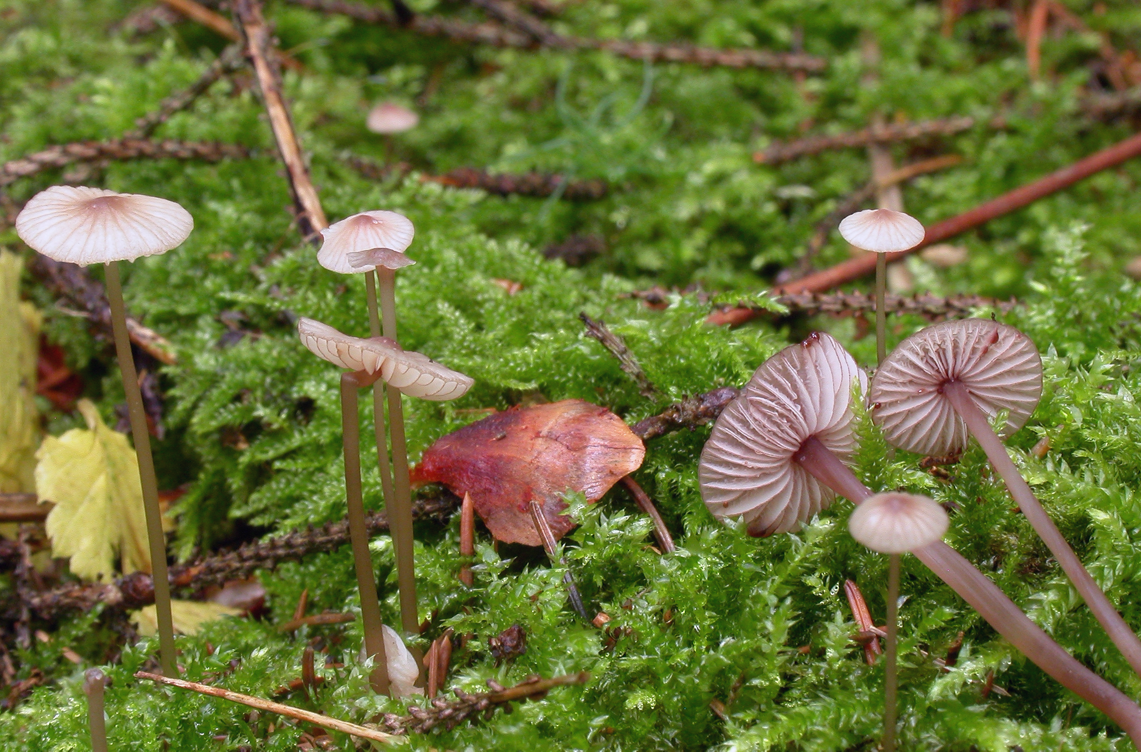 : Mycena sanguinolenta.