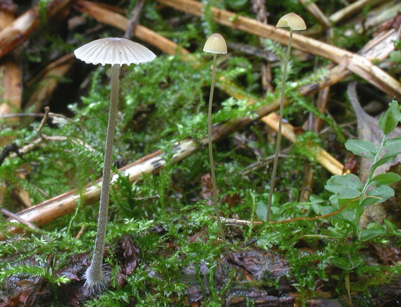 : Mycena scirpicola.